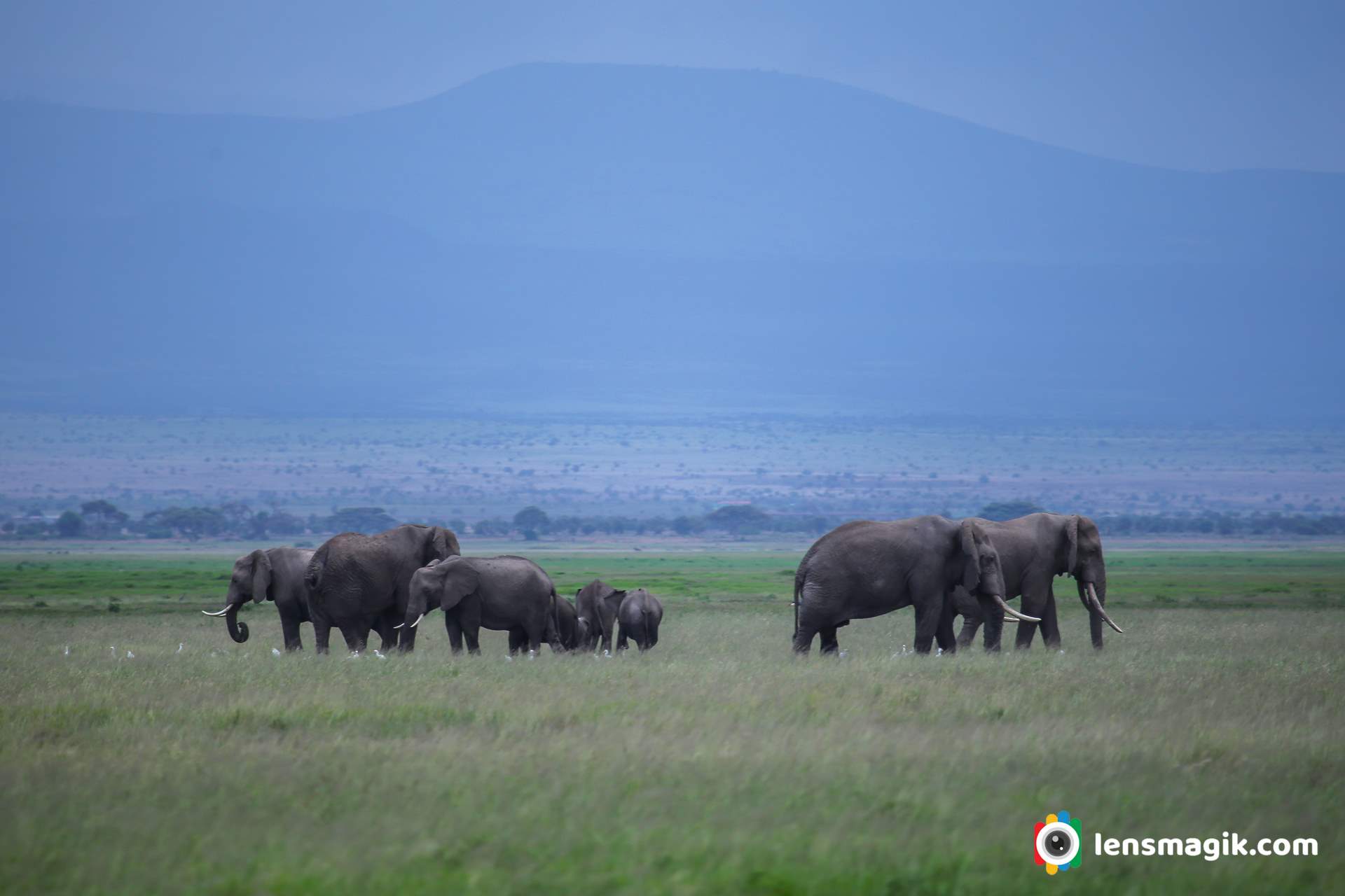 Elephant masai mara