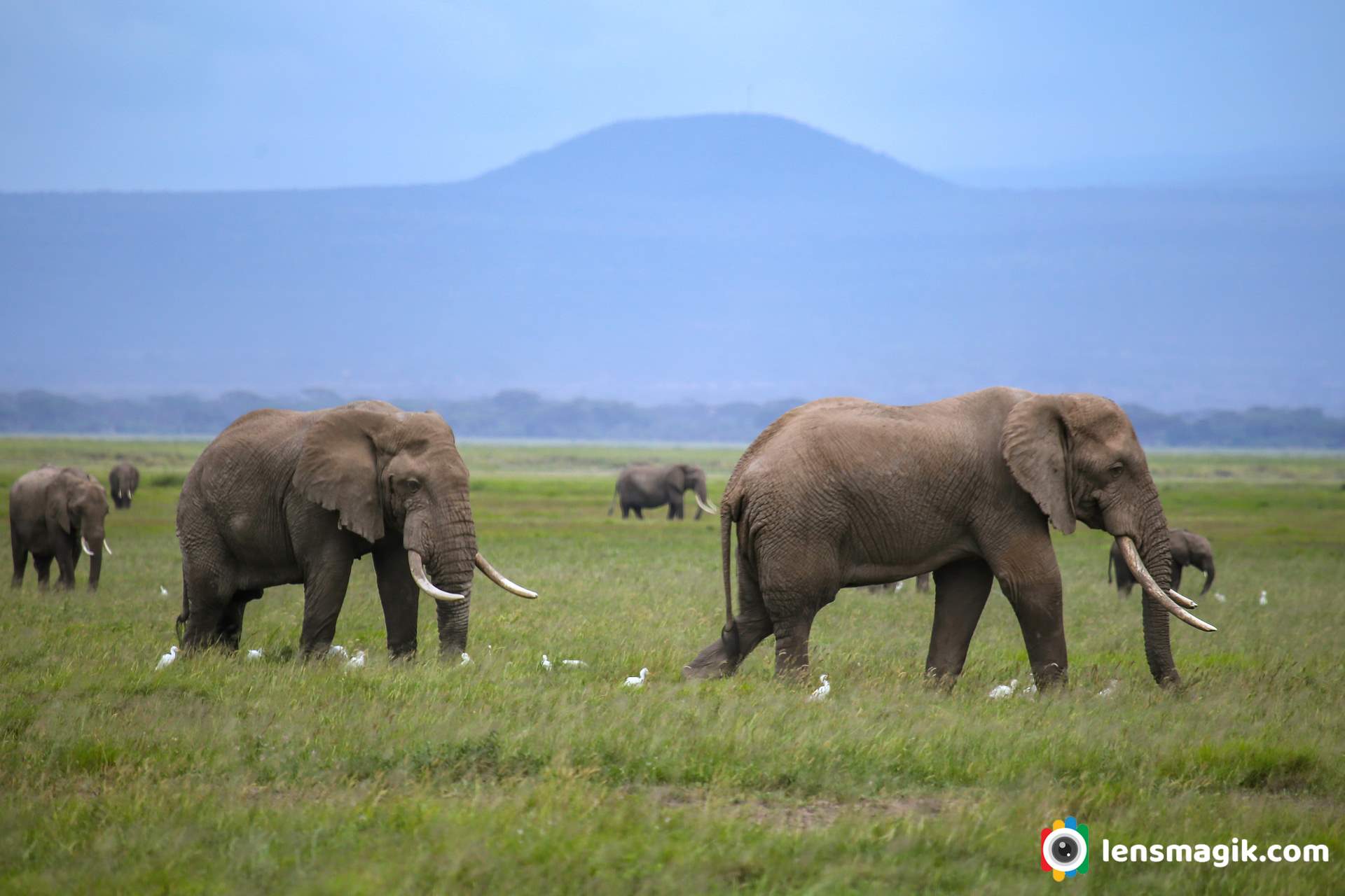 about African elephant