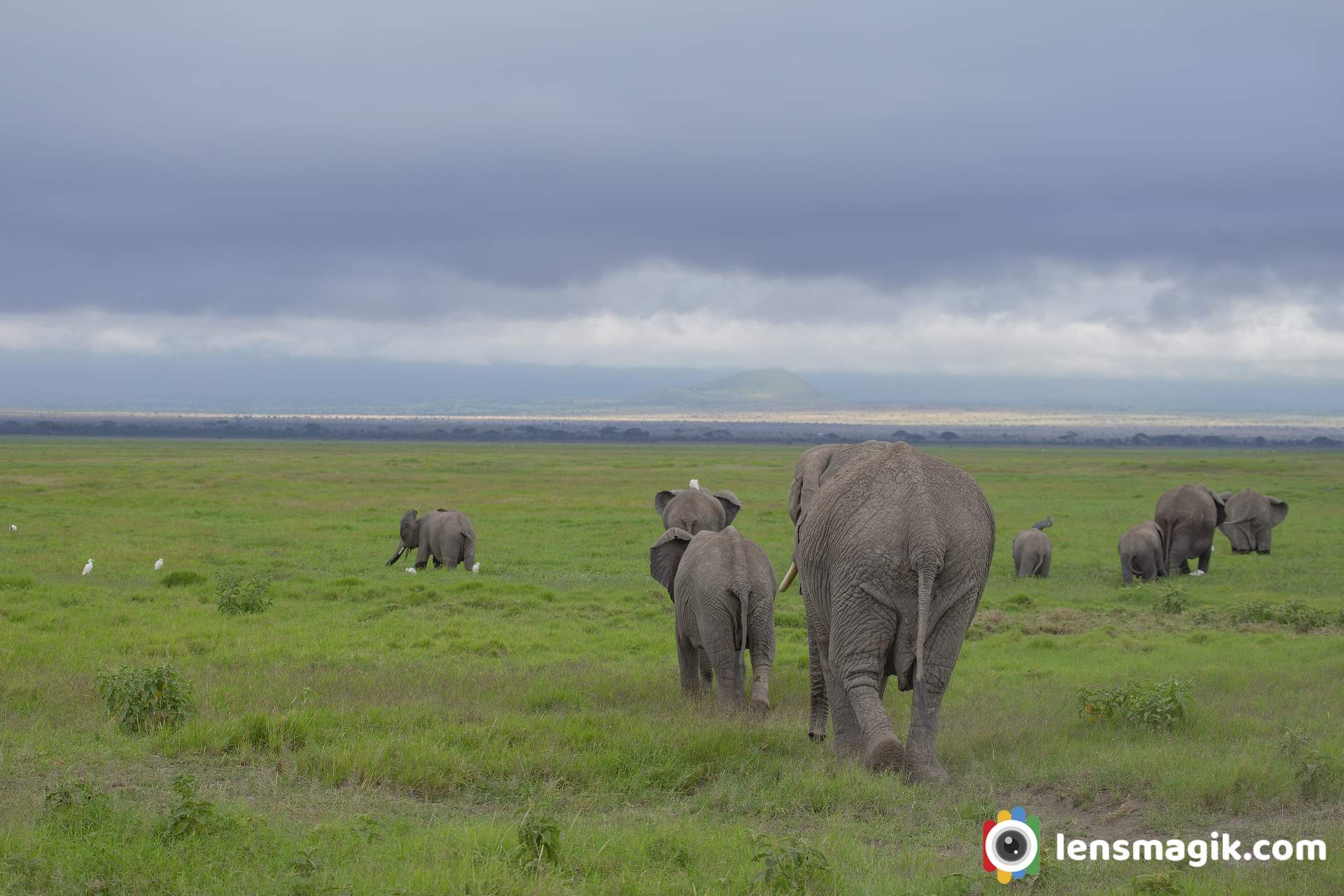 Amboseli national Park