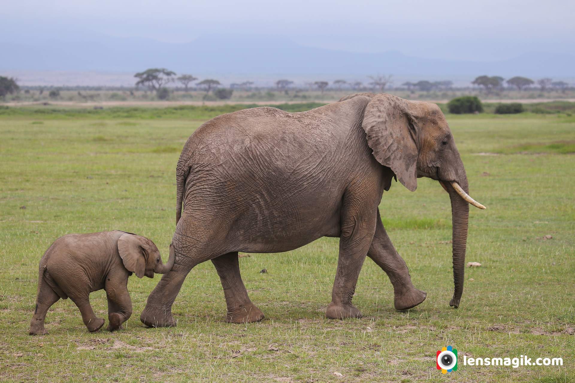 Elephant with cub photo