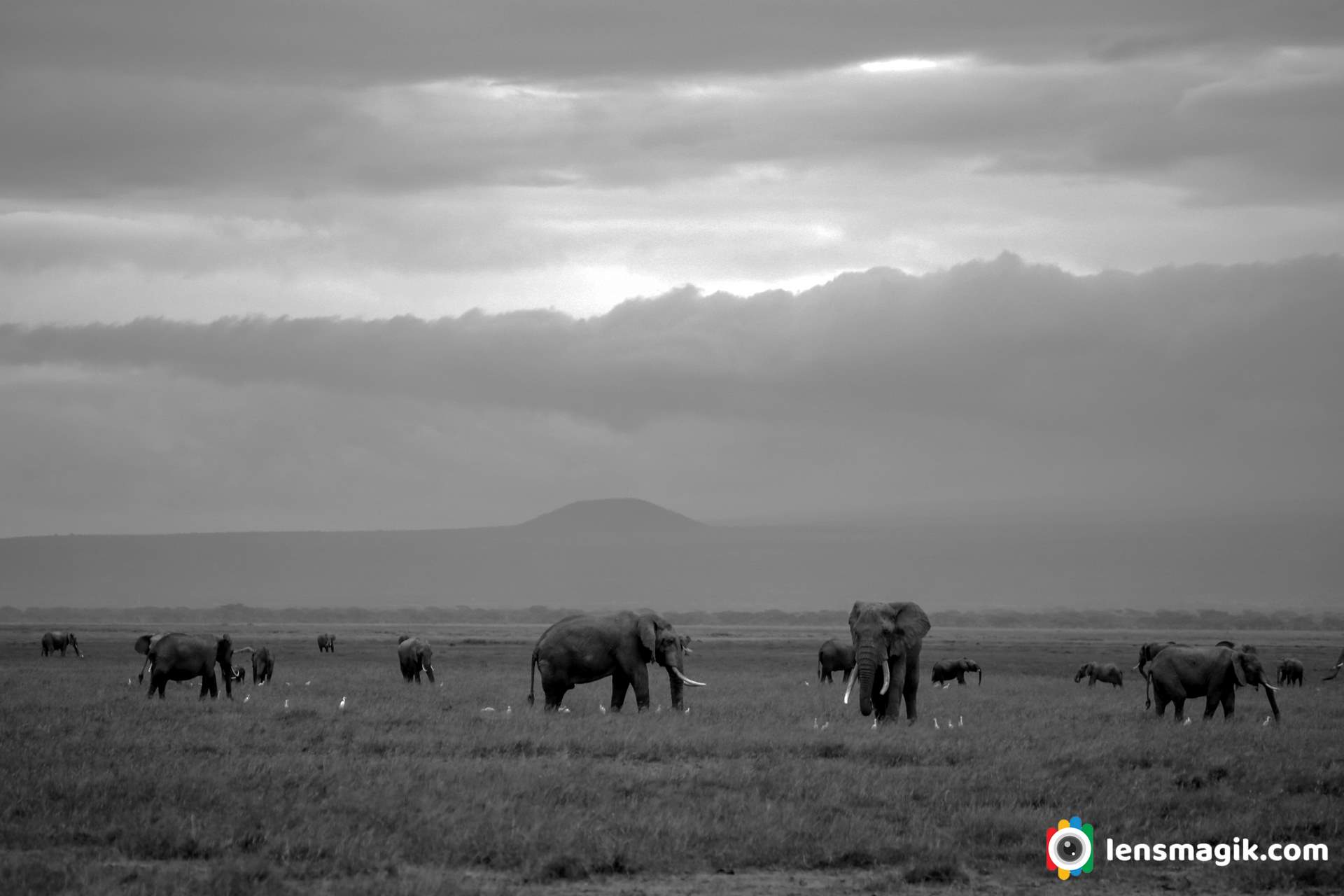 Wildlife Kenya