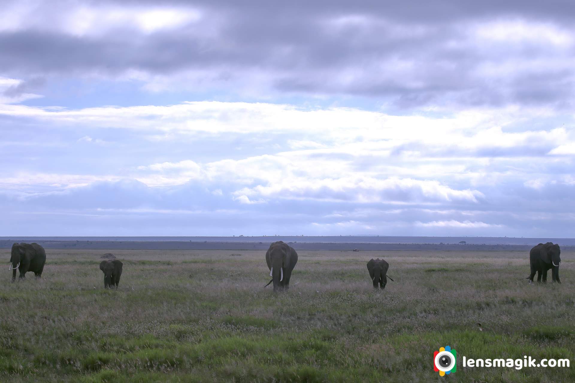 African Elephant