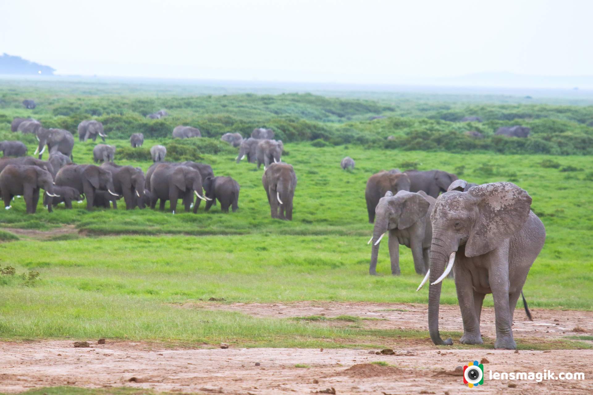 African Bush Elephant