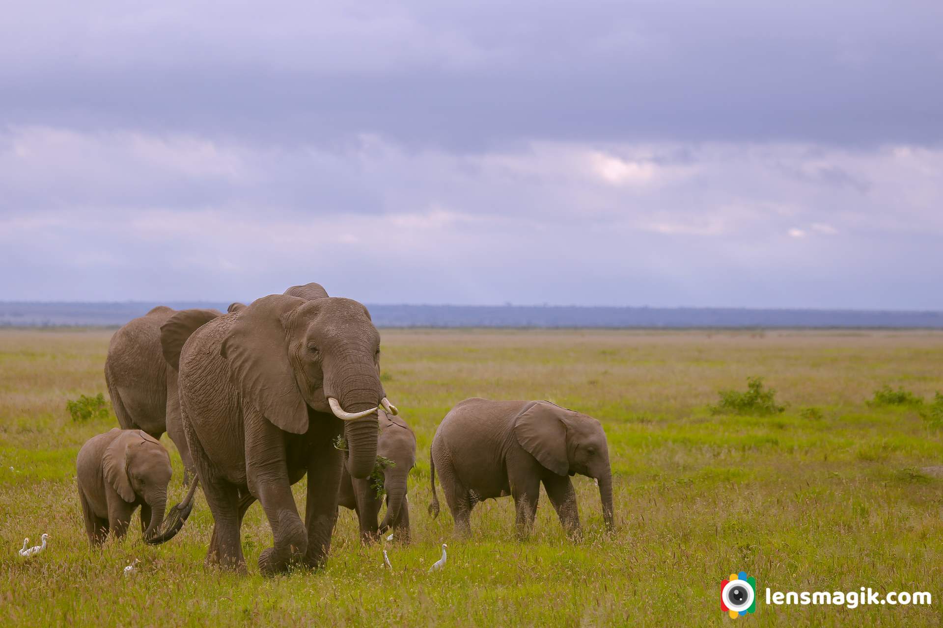 Elephant Family