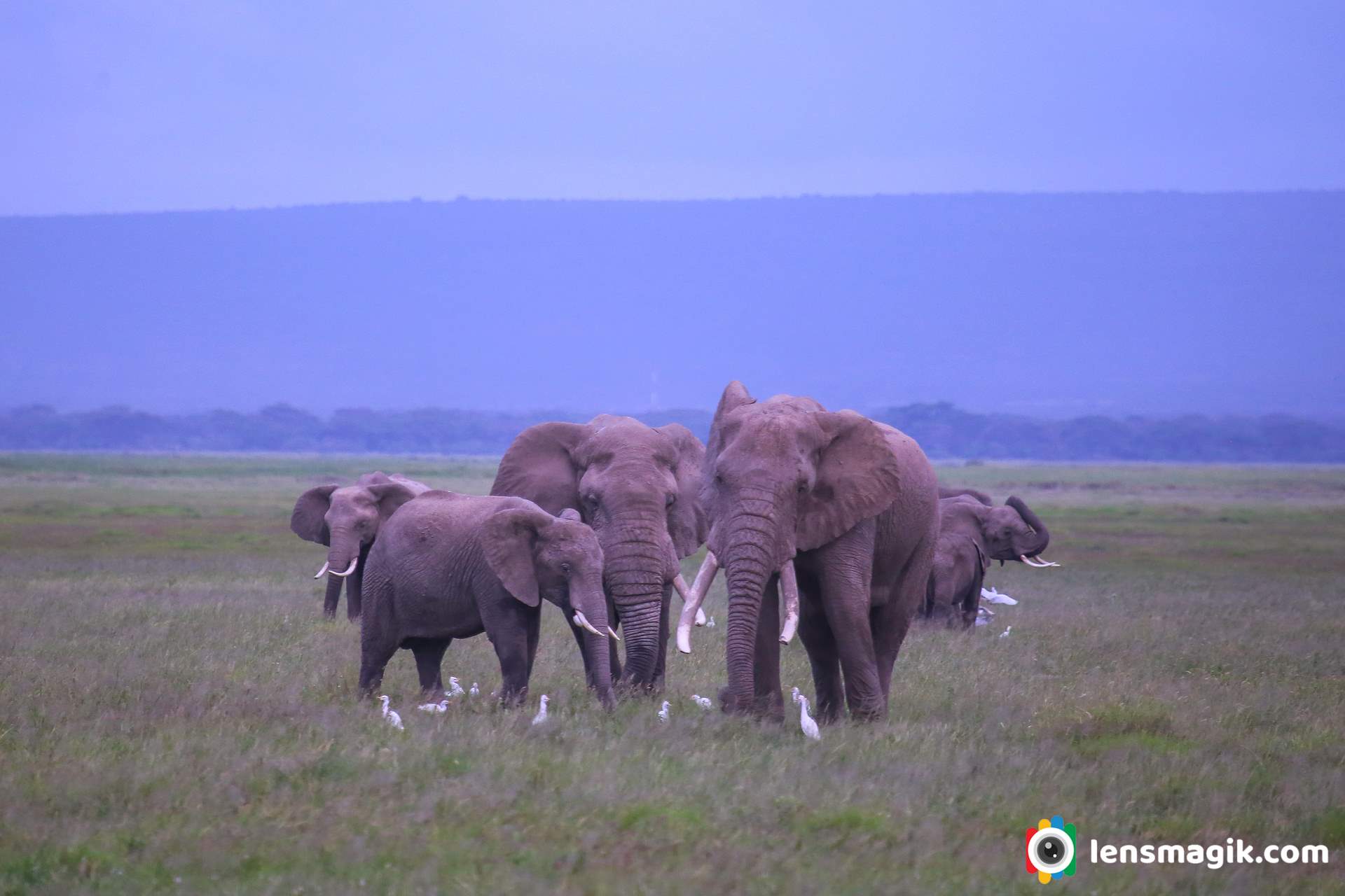 Asian vs african elephant