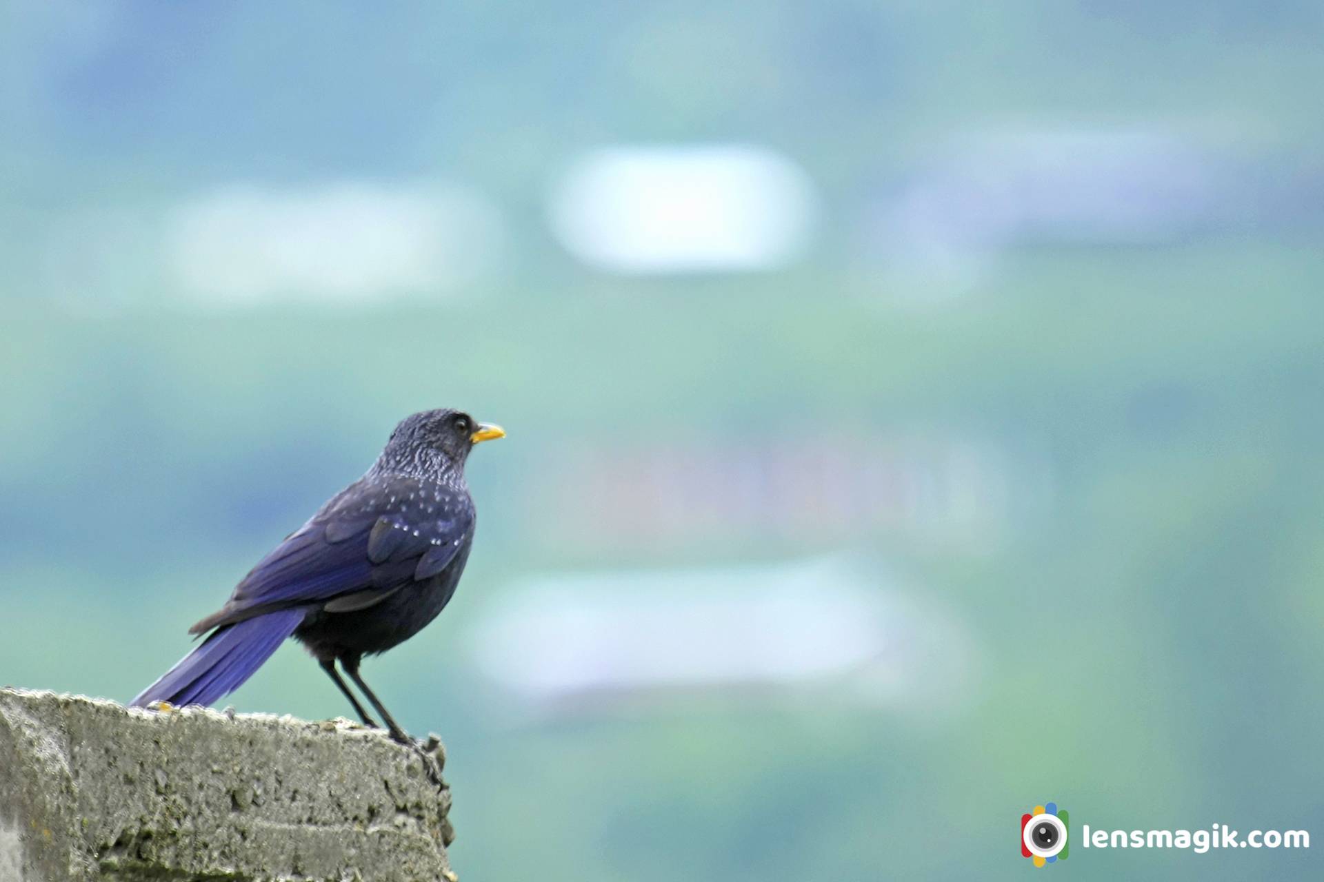 Blue Whistling Thrush