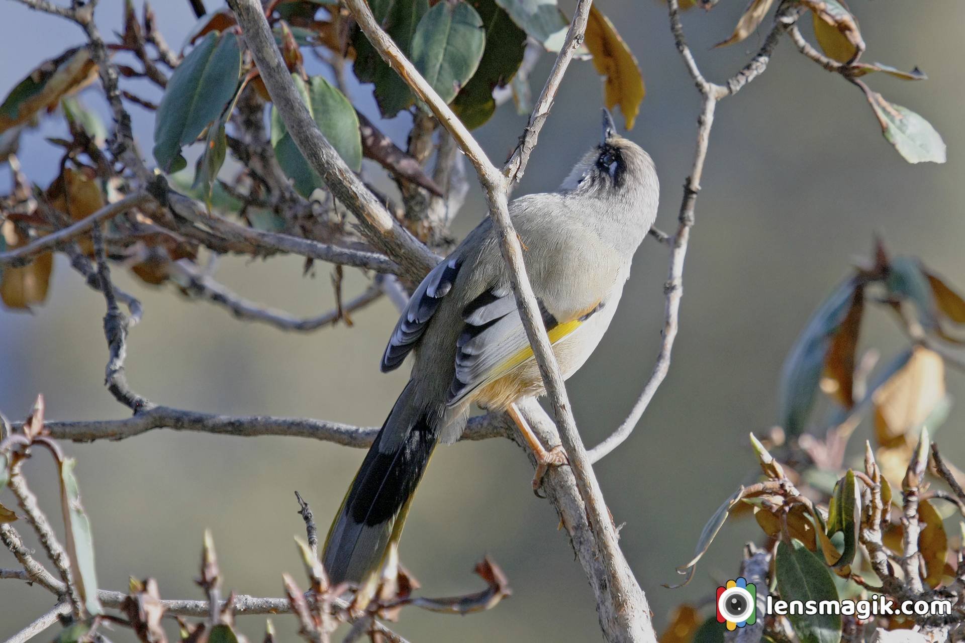 Variegated Laughing Thrush