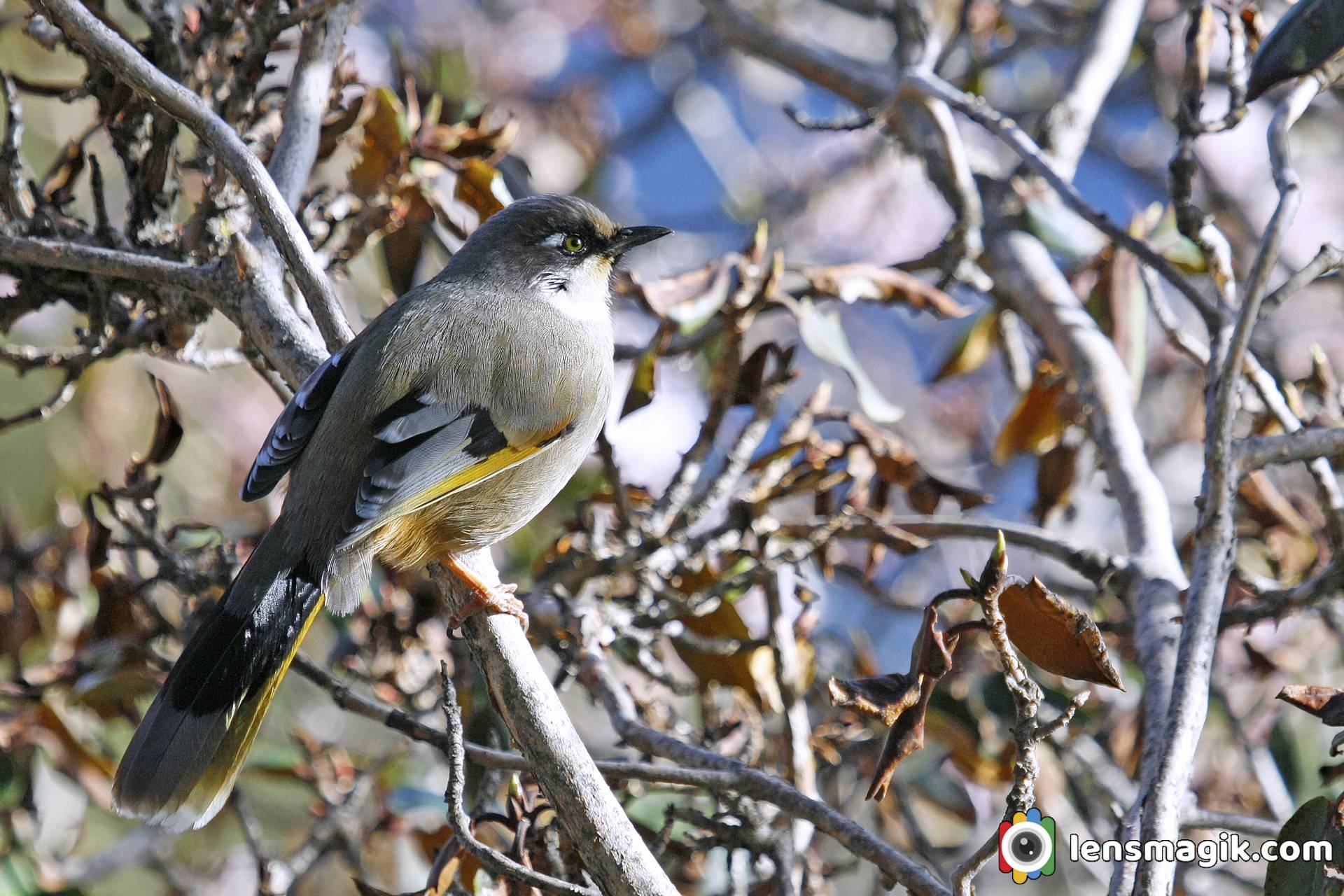 Birds of Manali