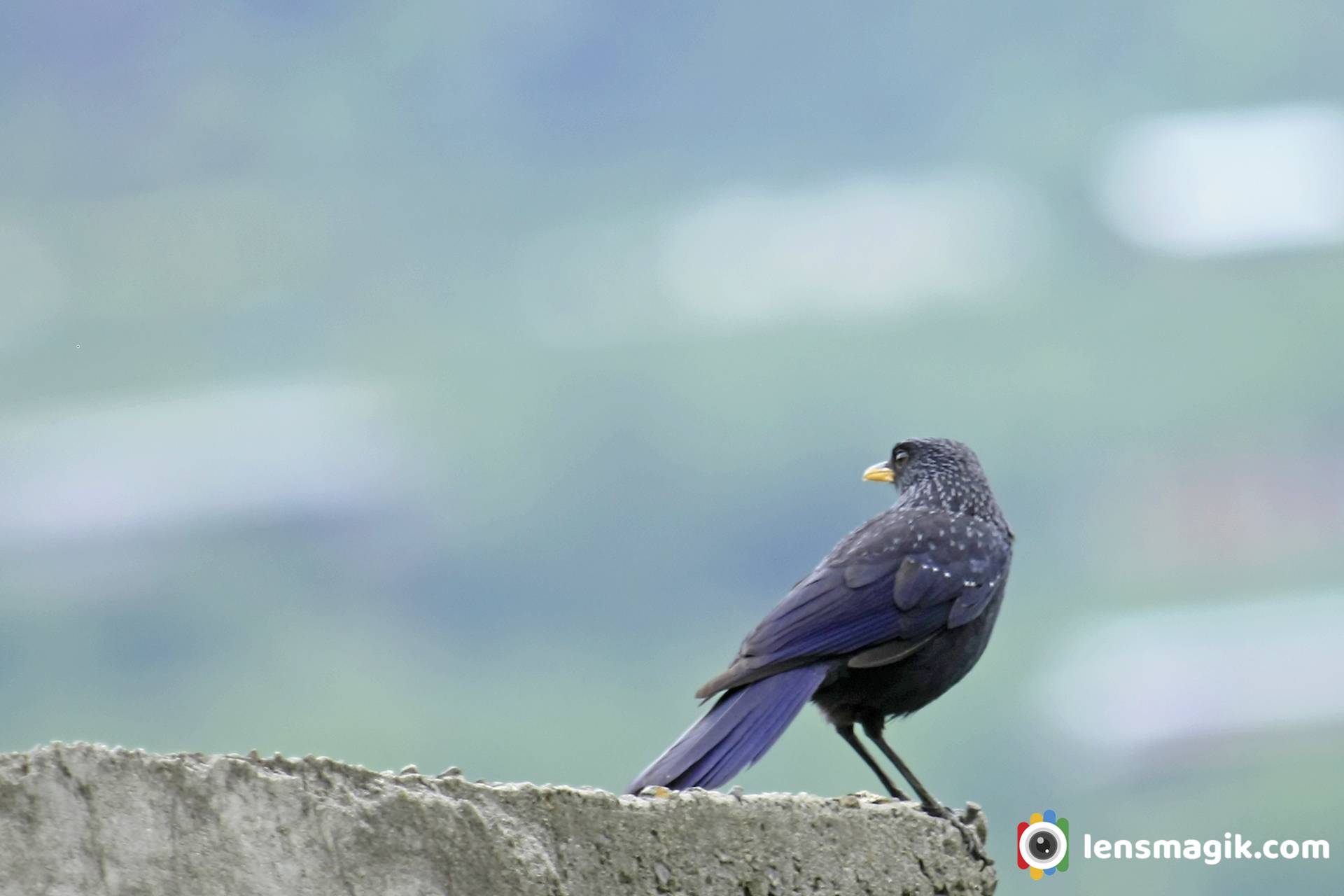 Blue Whistling Thrush Manali