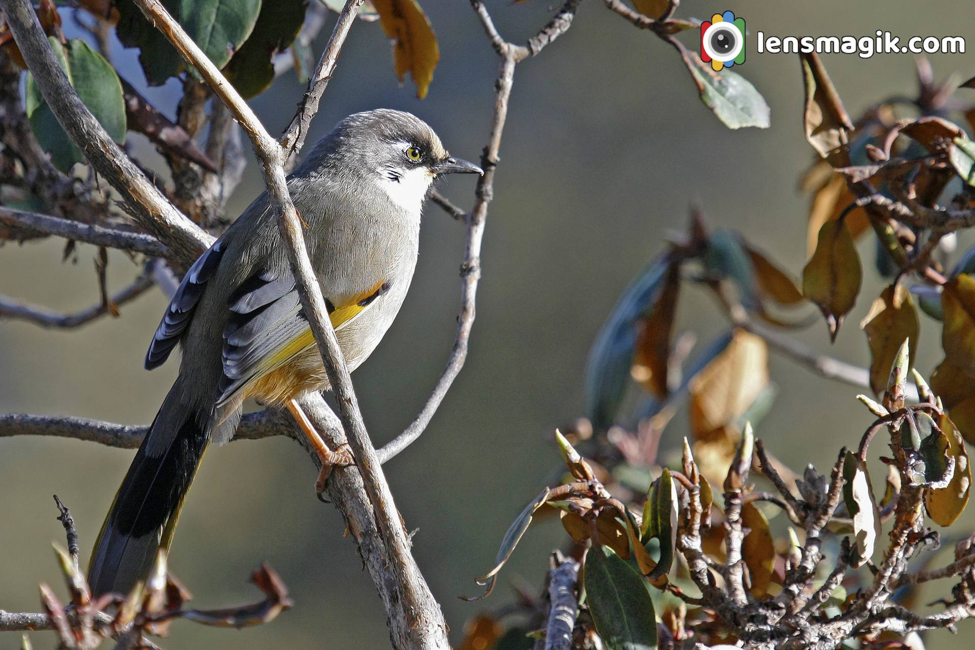 Variegated LaughingThrush Manali