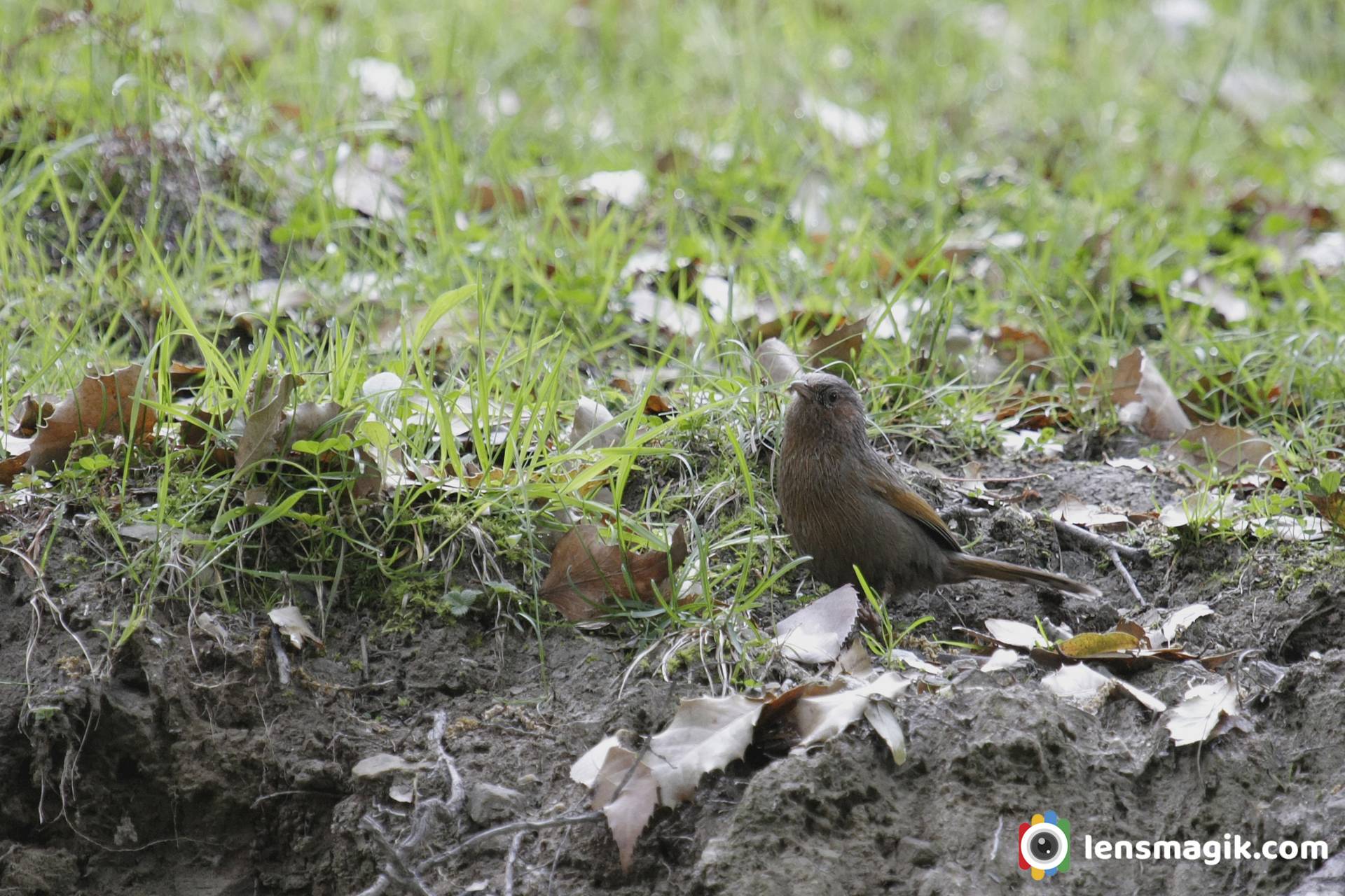 Streaked Laughingthrush Manali