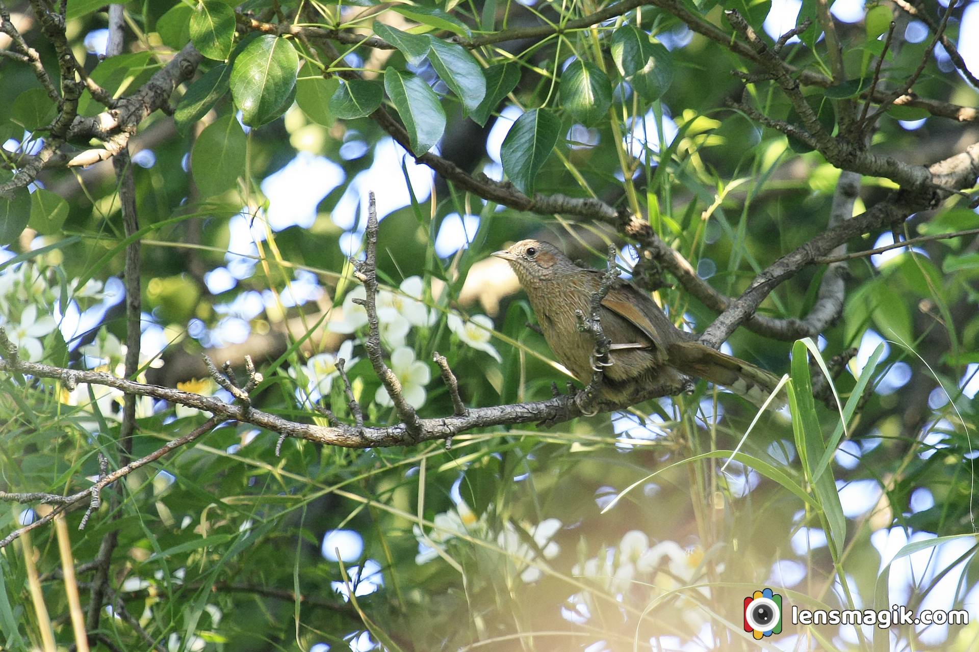 Streaked Laughingthrush