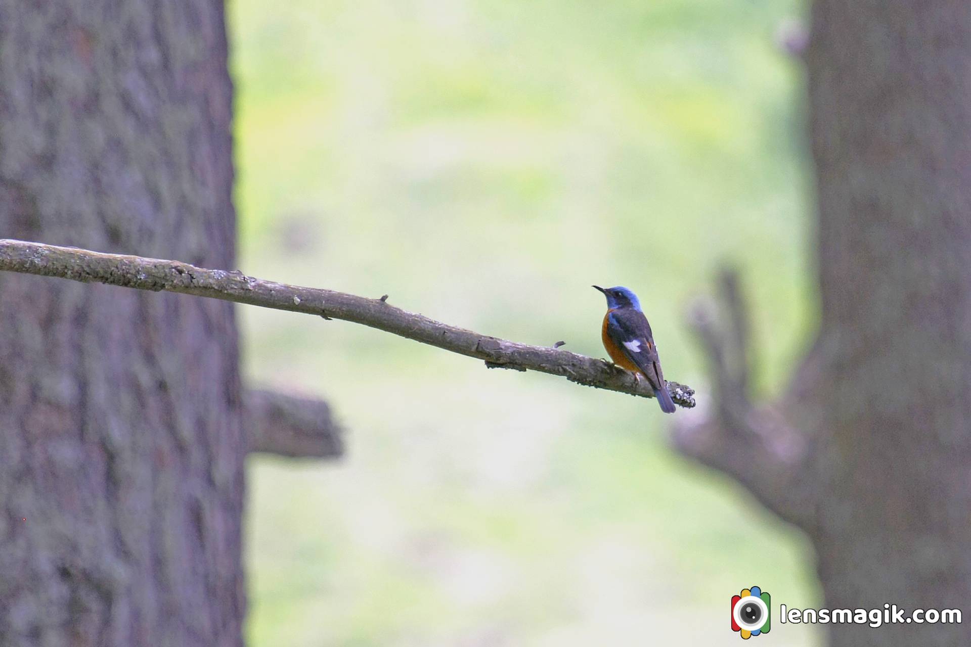 Blue Capped Rock Thrush