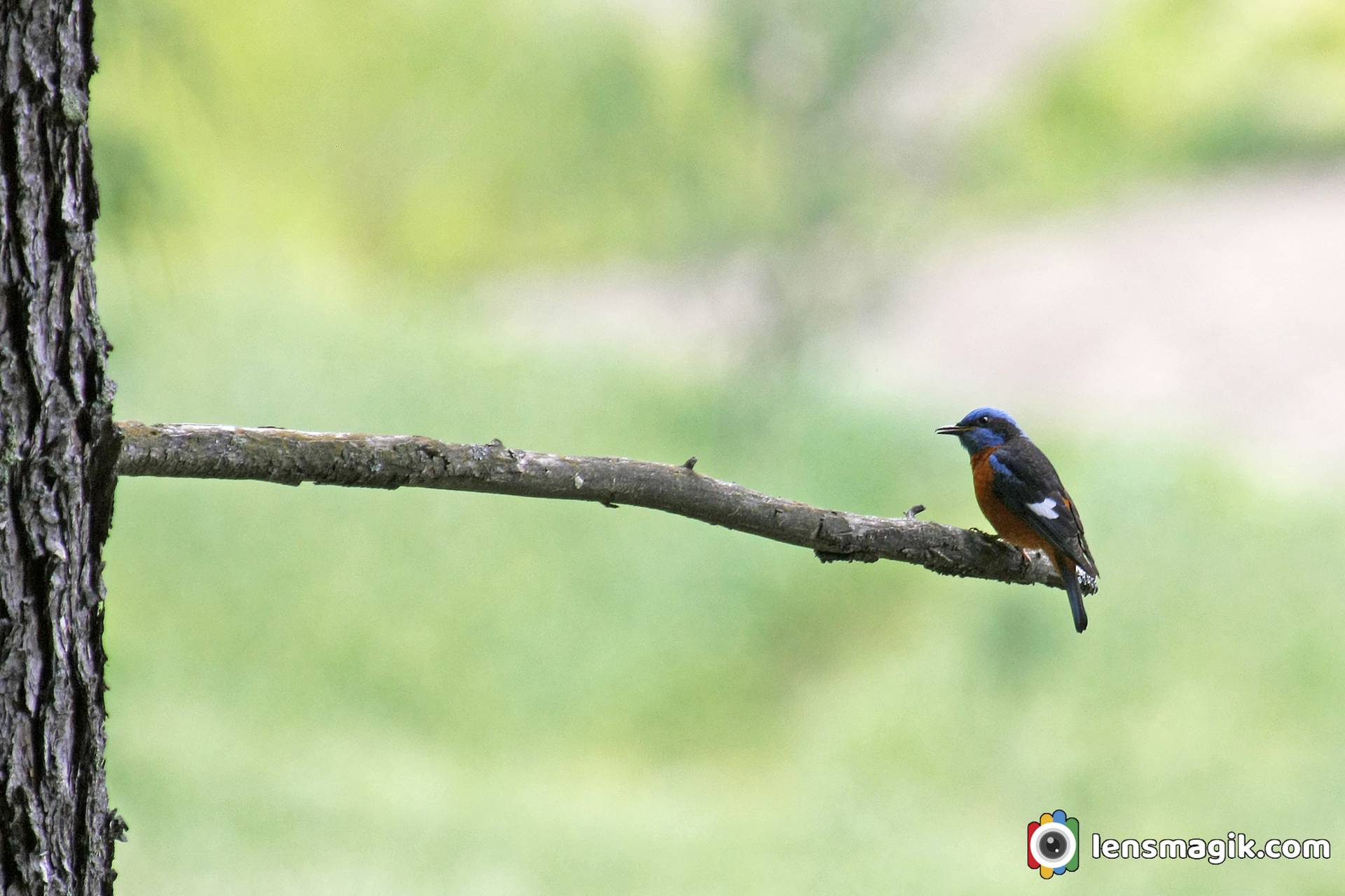 Blue Capped Rock Thrush Manali