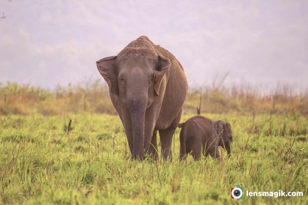 Elephant with Cub