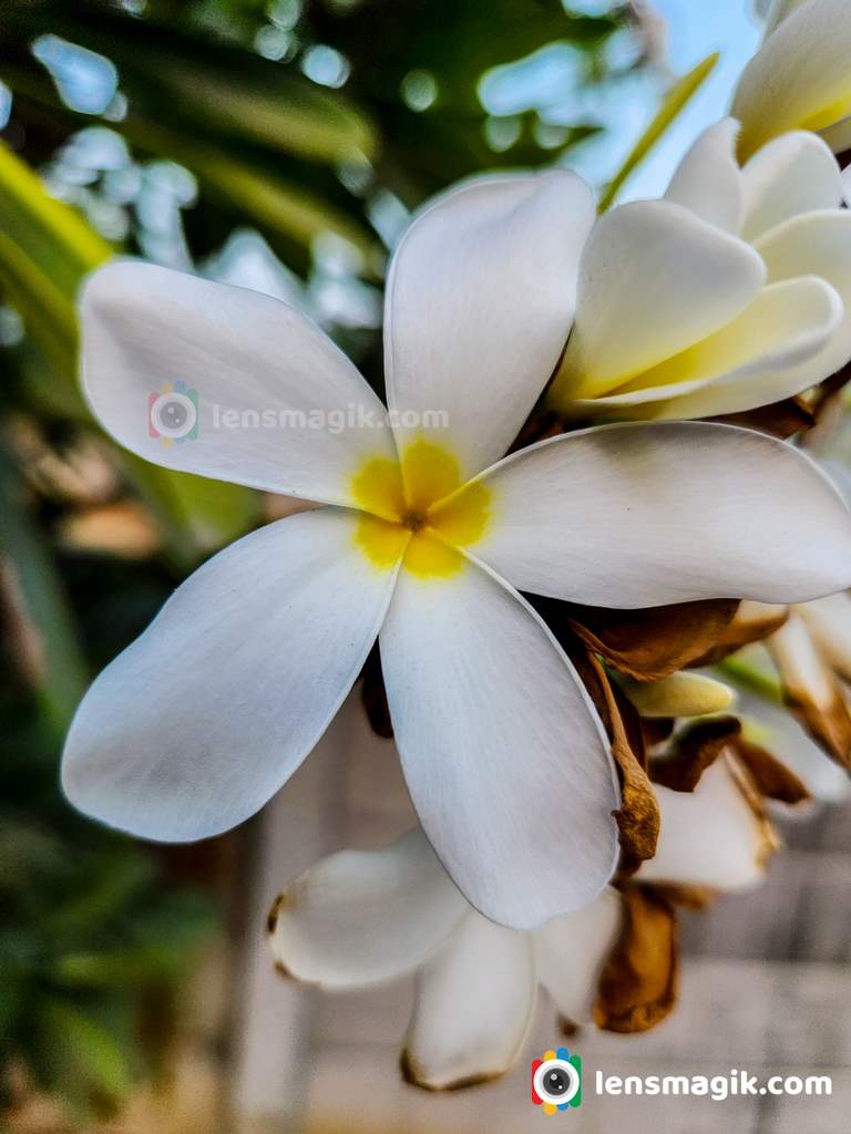 Frangipani plant