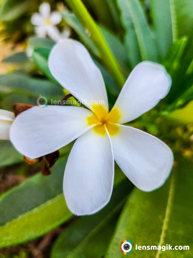 Champa flower plant