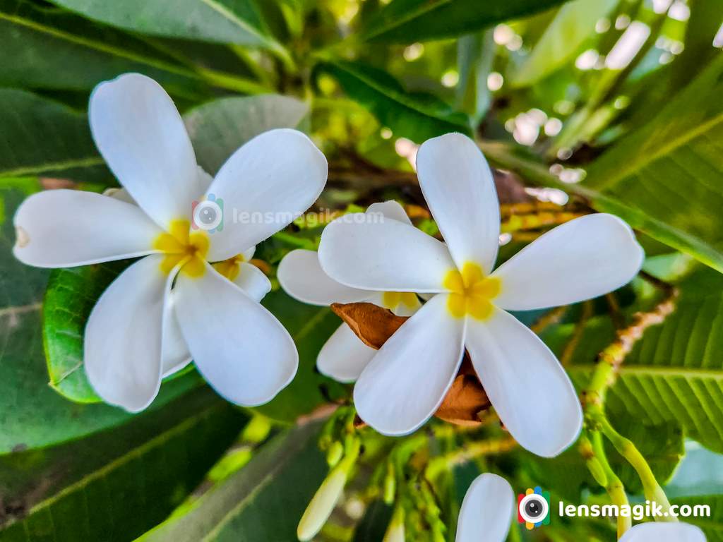 Plumeria flower