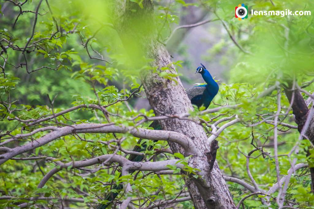 Peacock photo