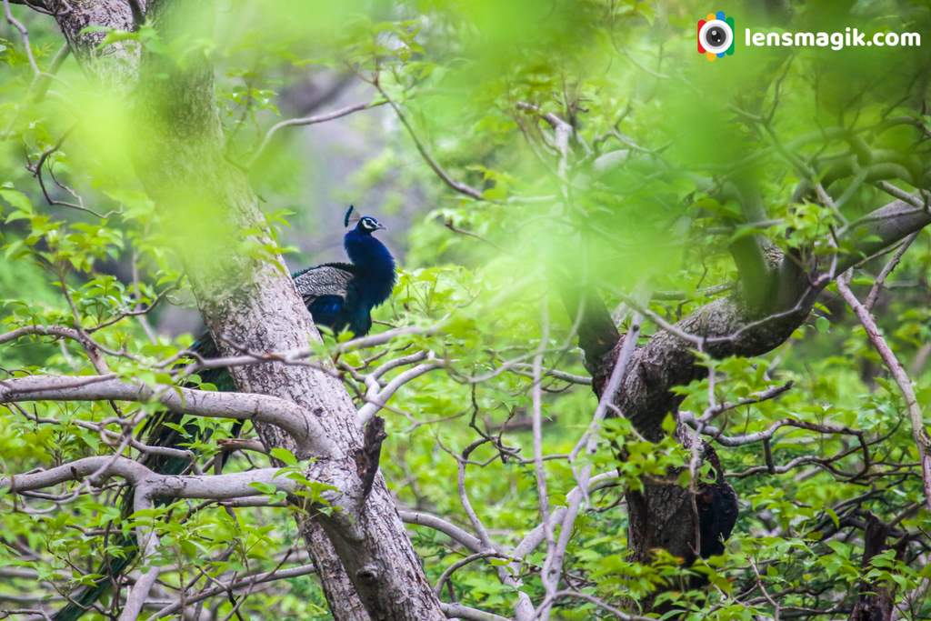 Peacock gujarati name mor