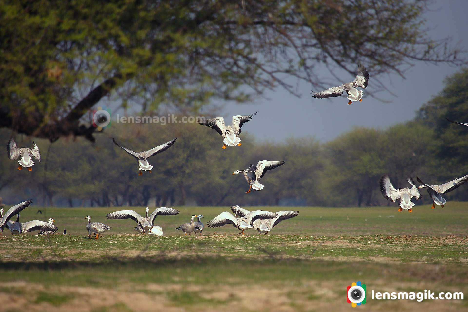 bar headed goose flying shot