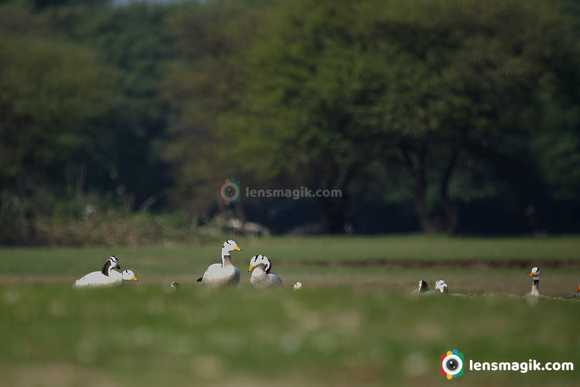 Birds of Gujarat