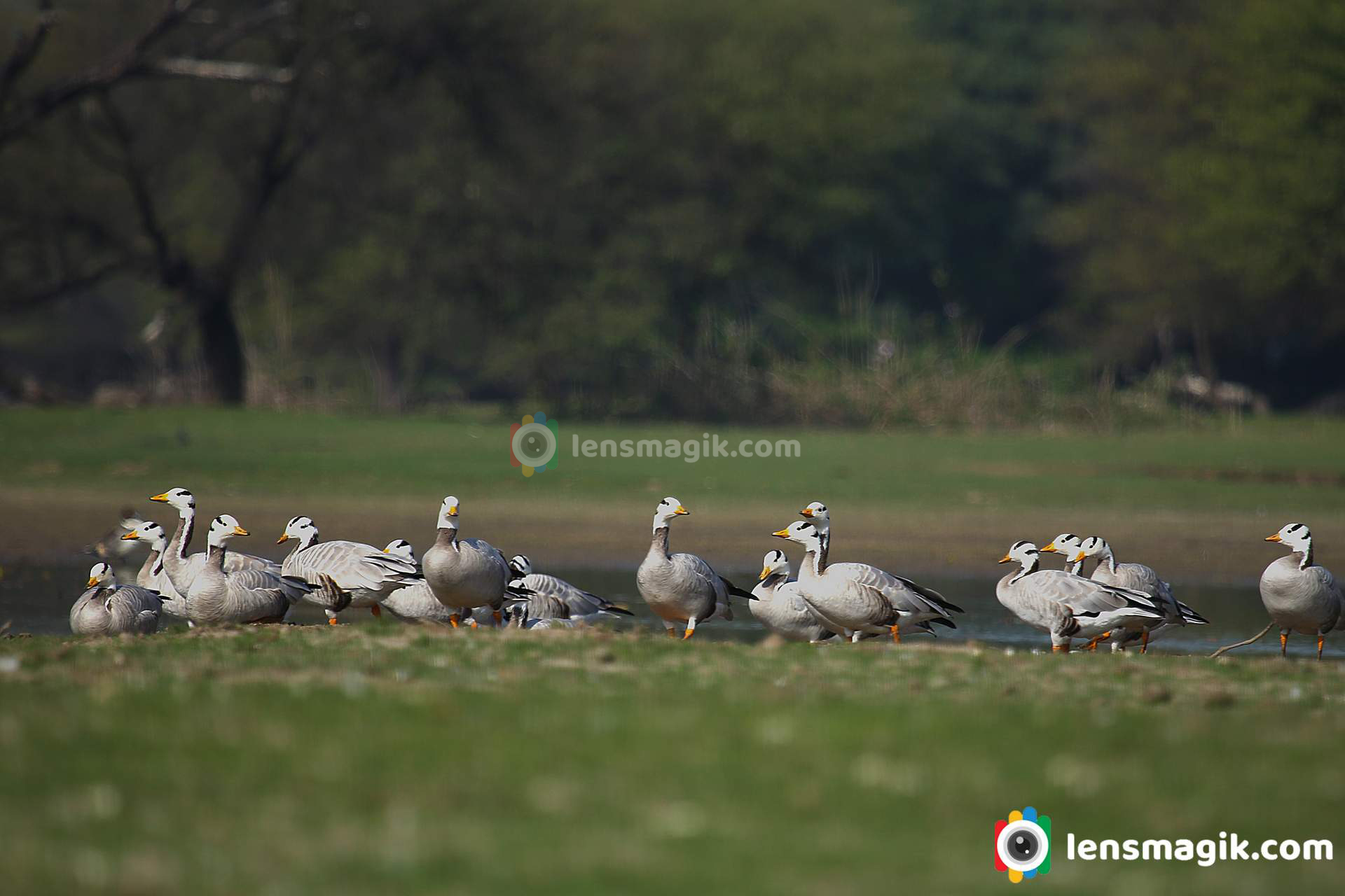 group of birds