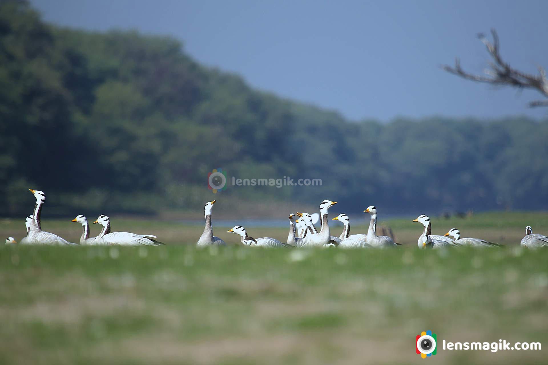 Bar Headed Goose group