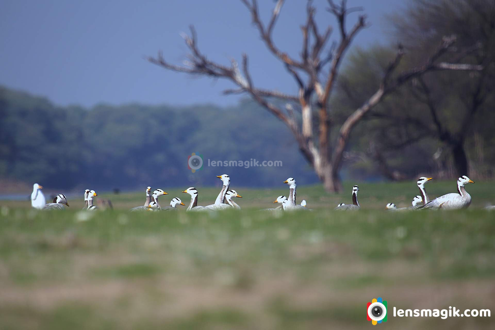 bar headed geese group