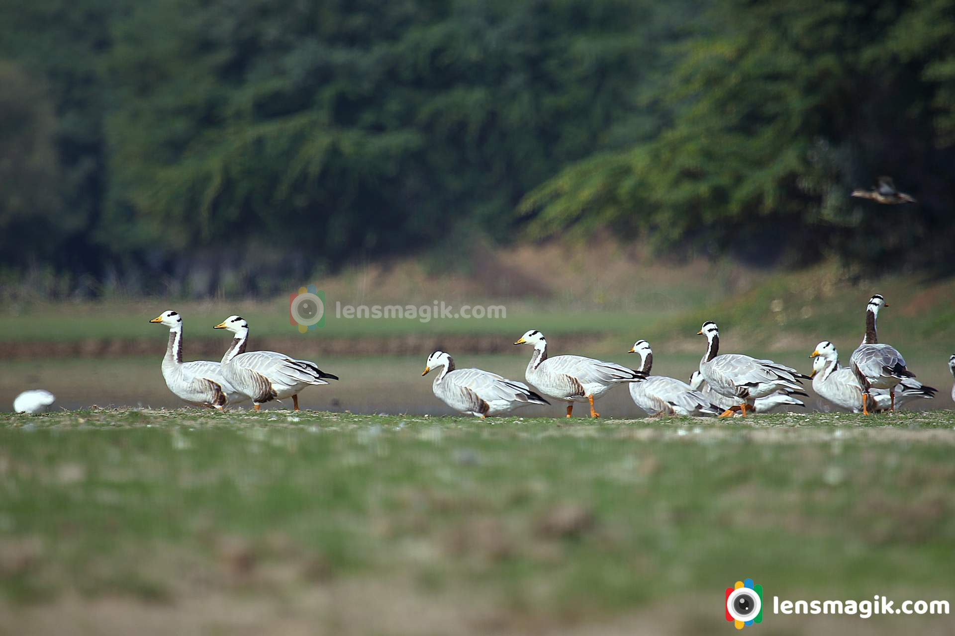 bar headed goose