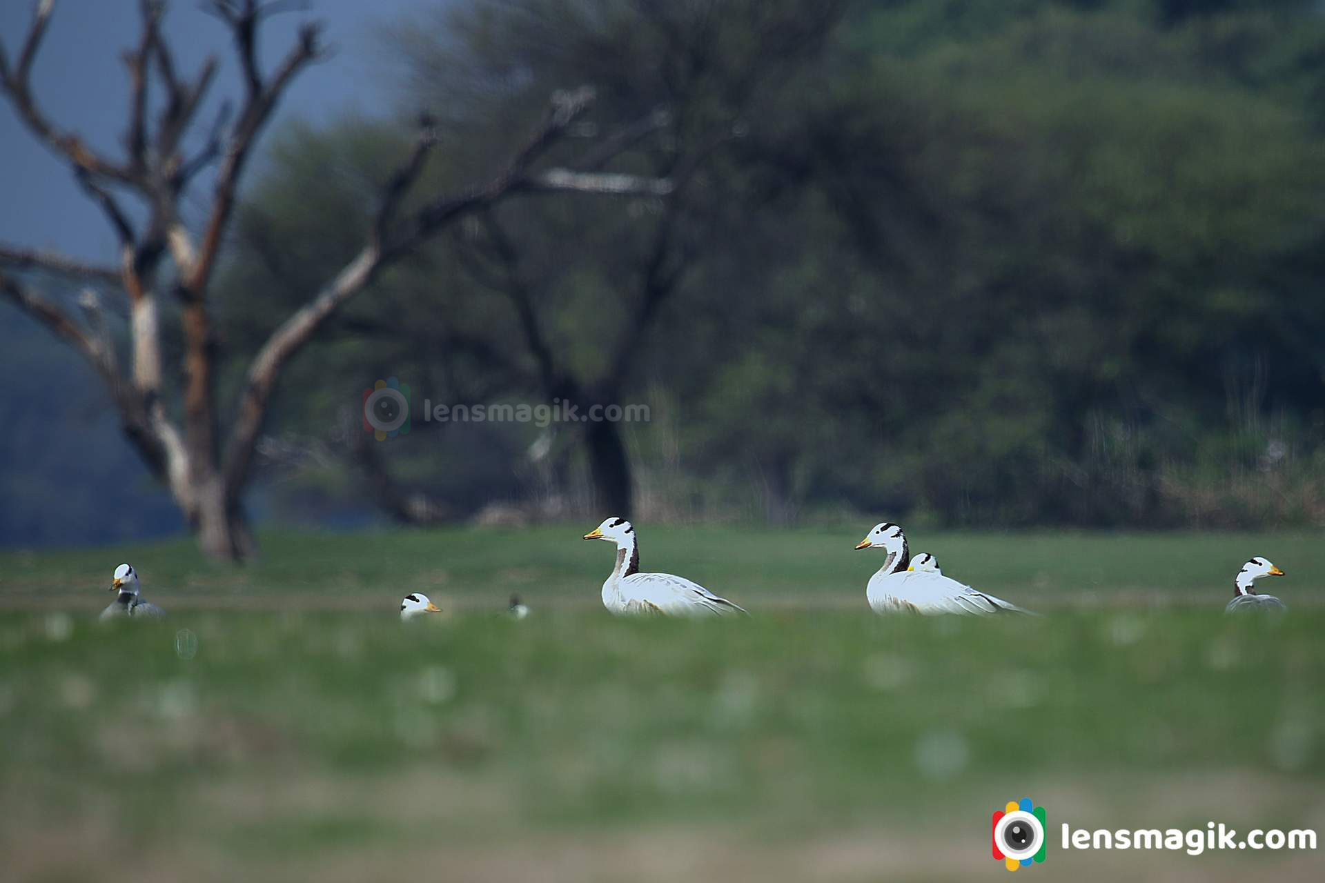 bar headed geese