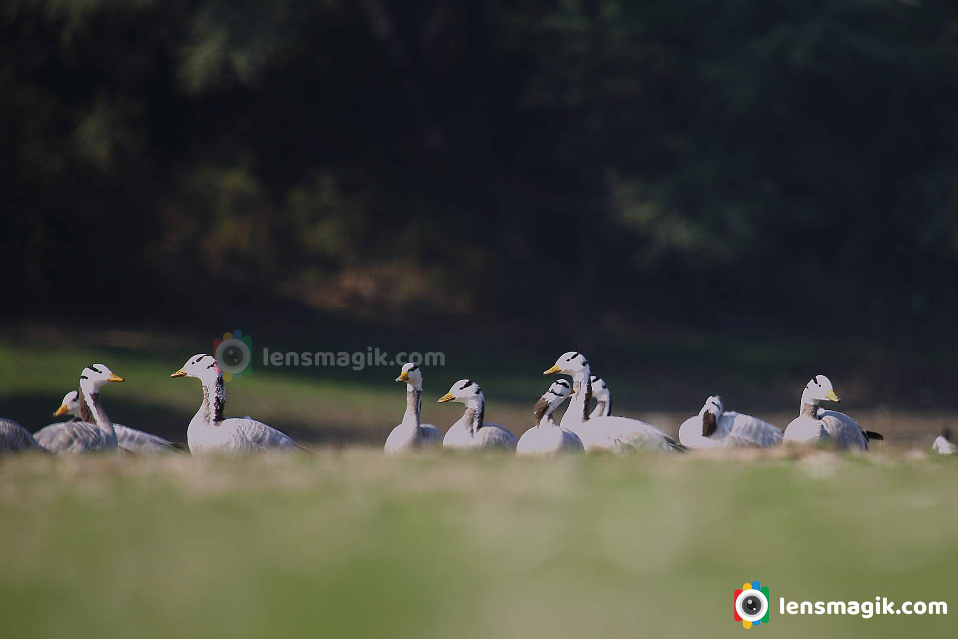 birds of thol lake