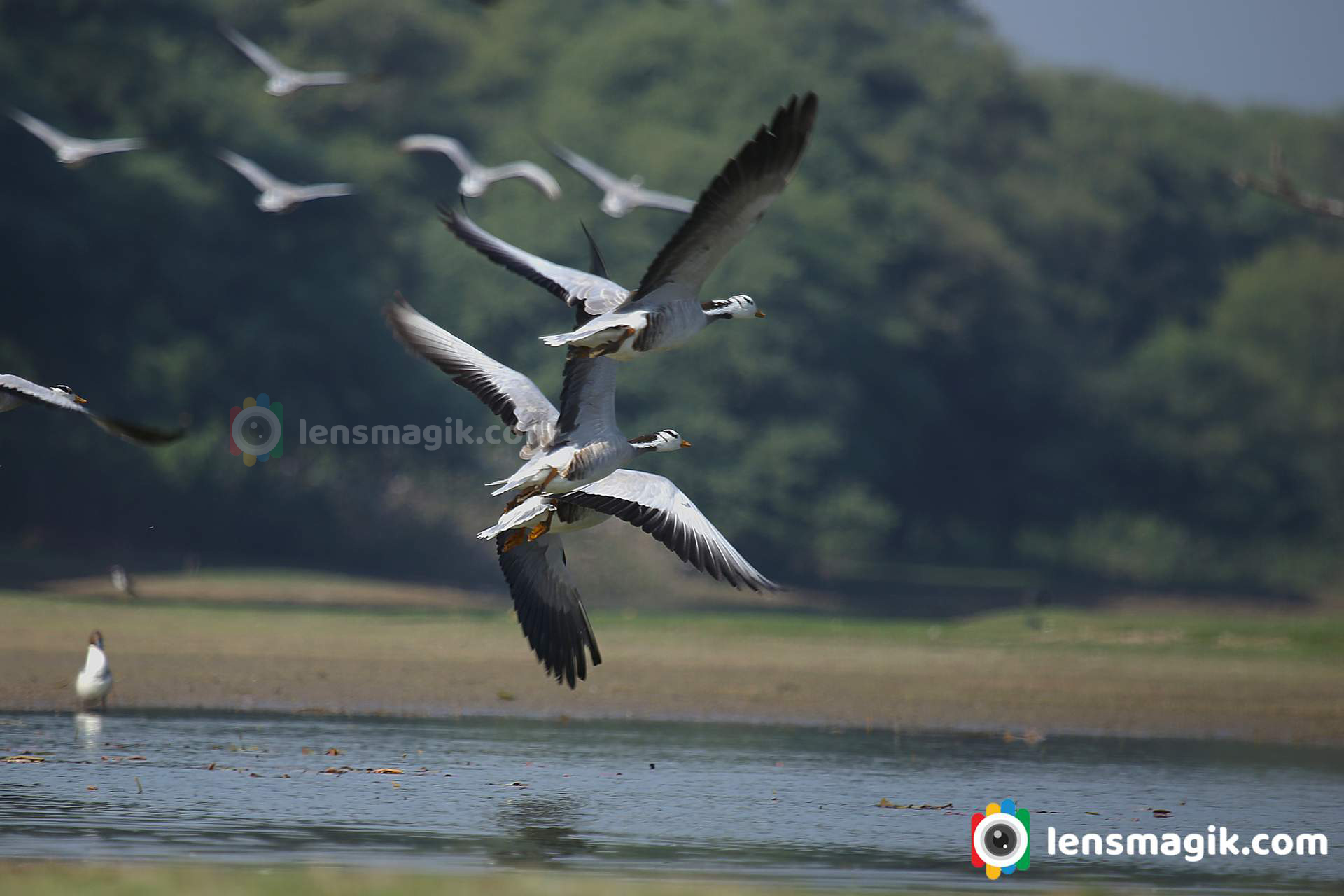 Flying birds photo