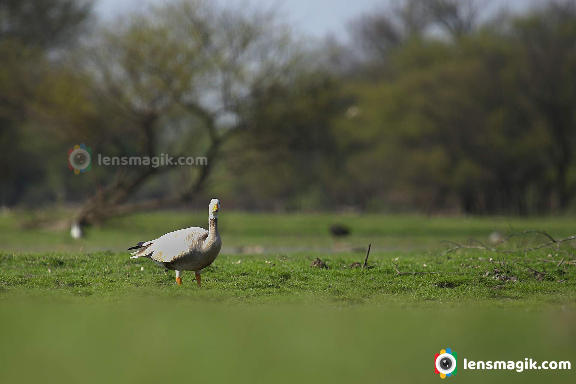 Bar Headed Geese