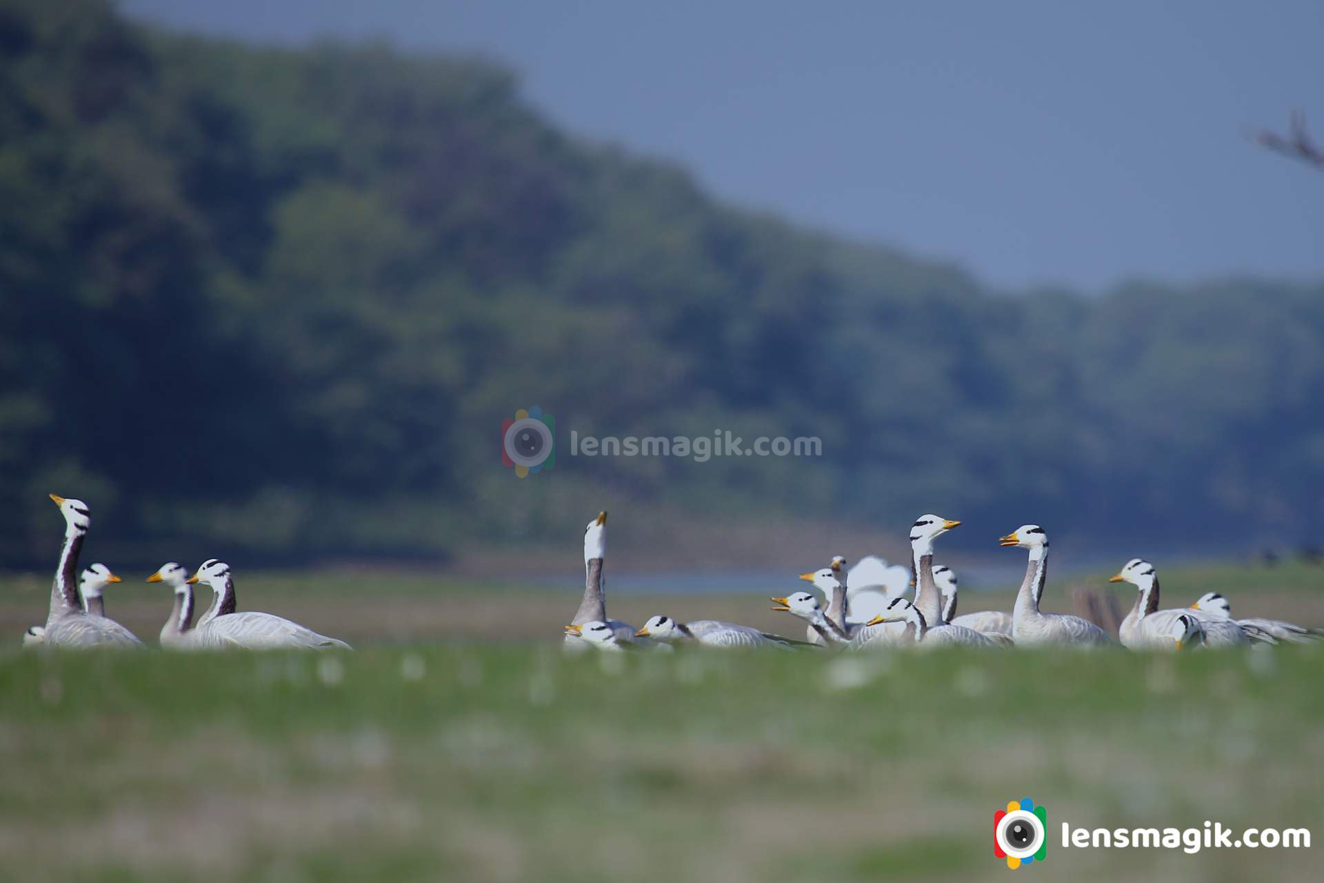 bar headed goose at thol lake