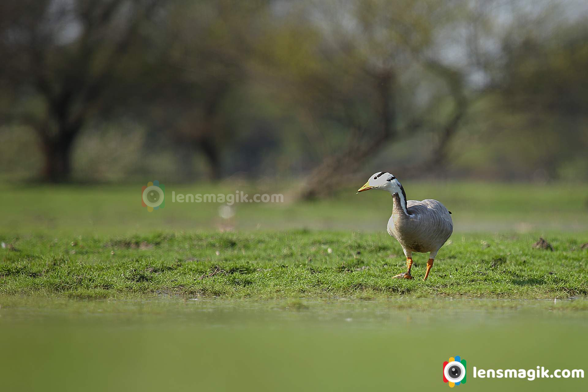 Geese bird