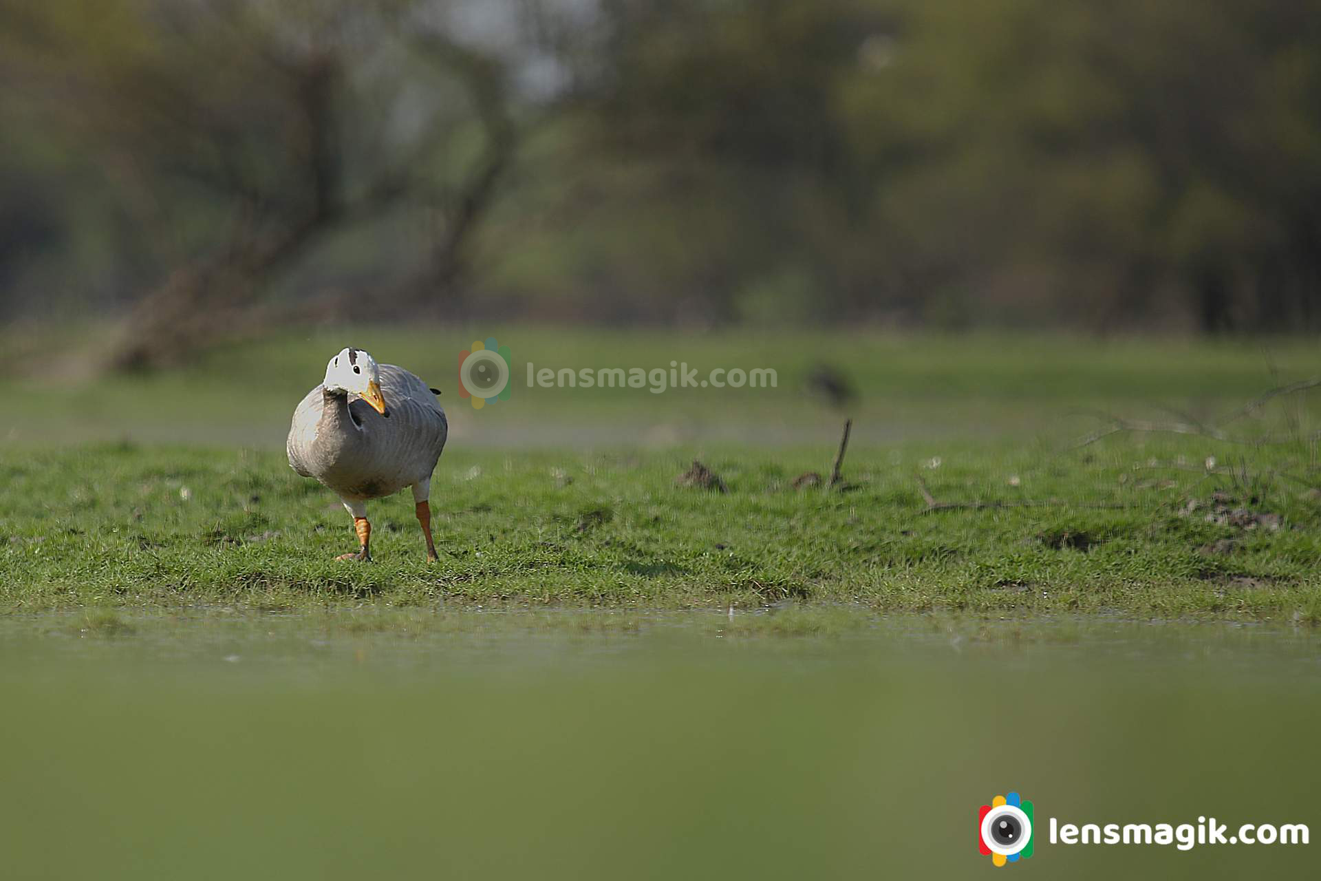 Goose Bird