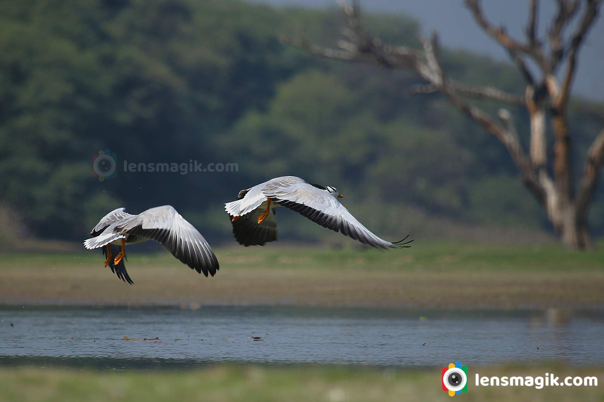 Flying bar headed goose