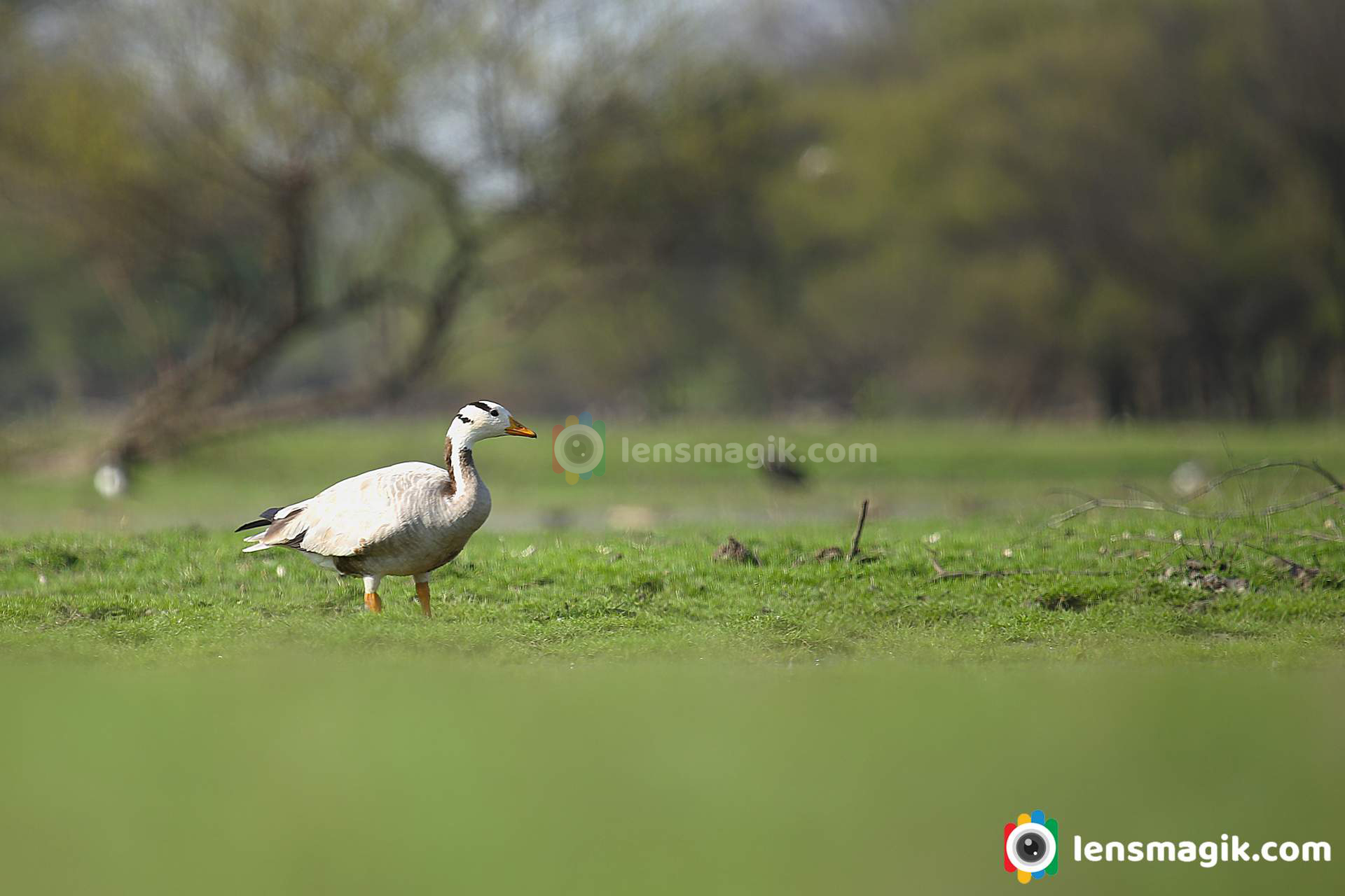 Bar Headed Goose