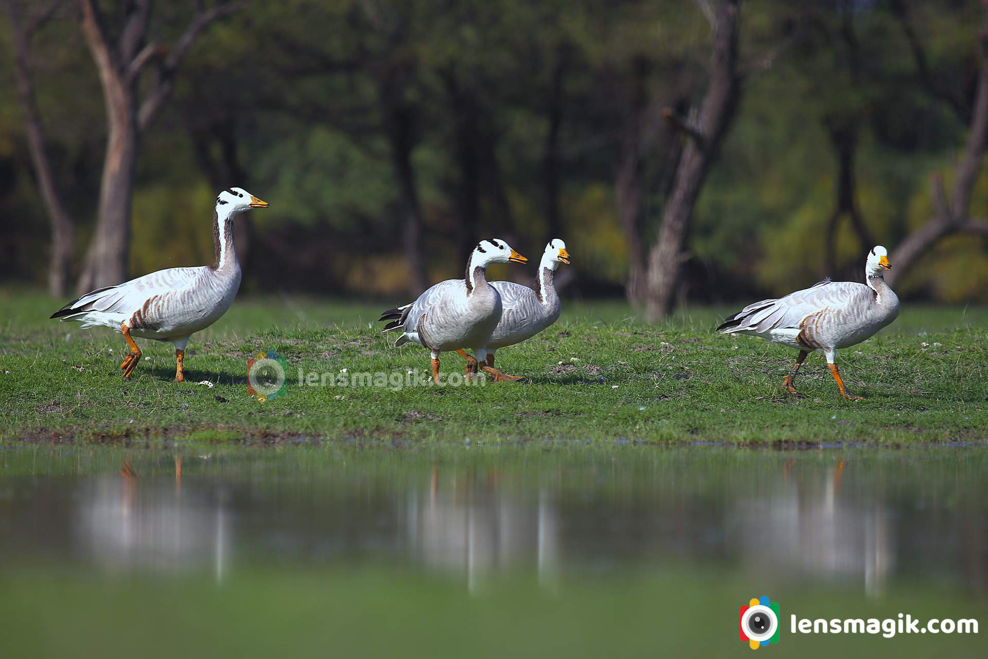 about bar headed goose