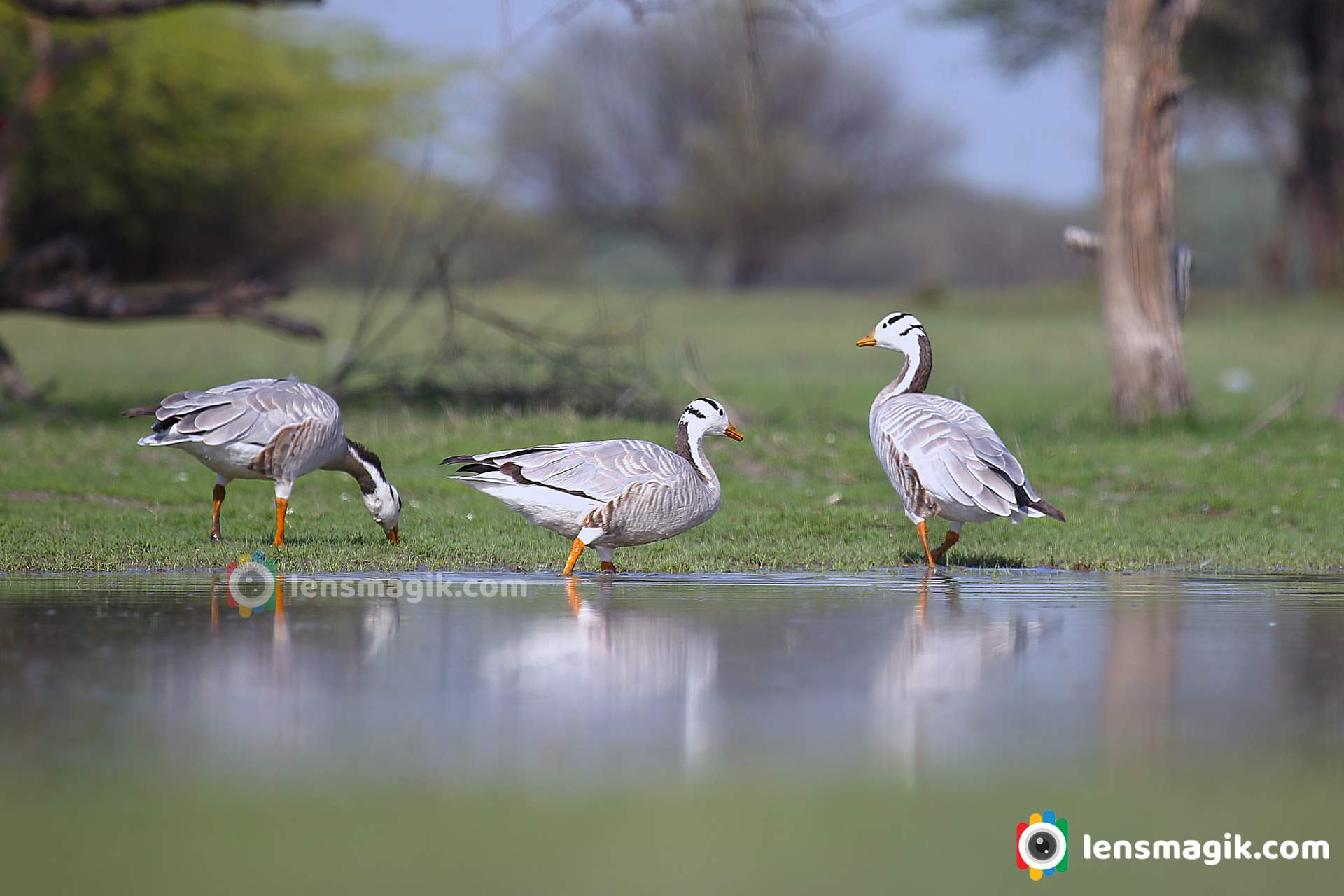 thol bird sanctuary