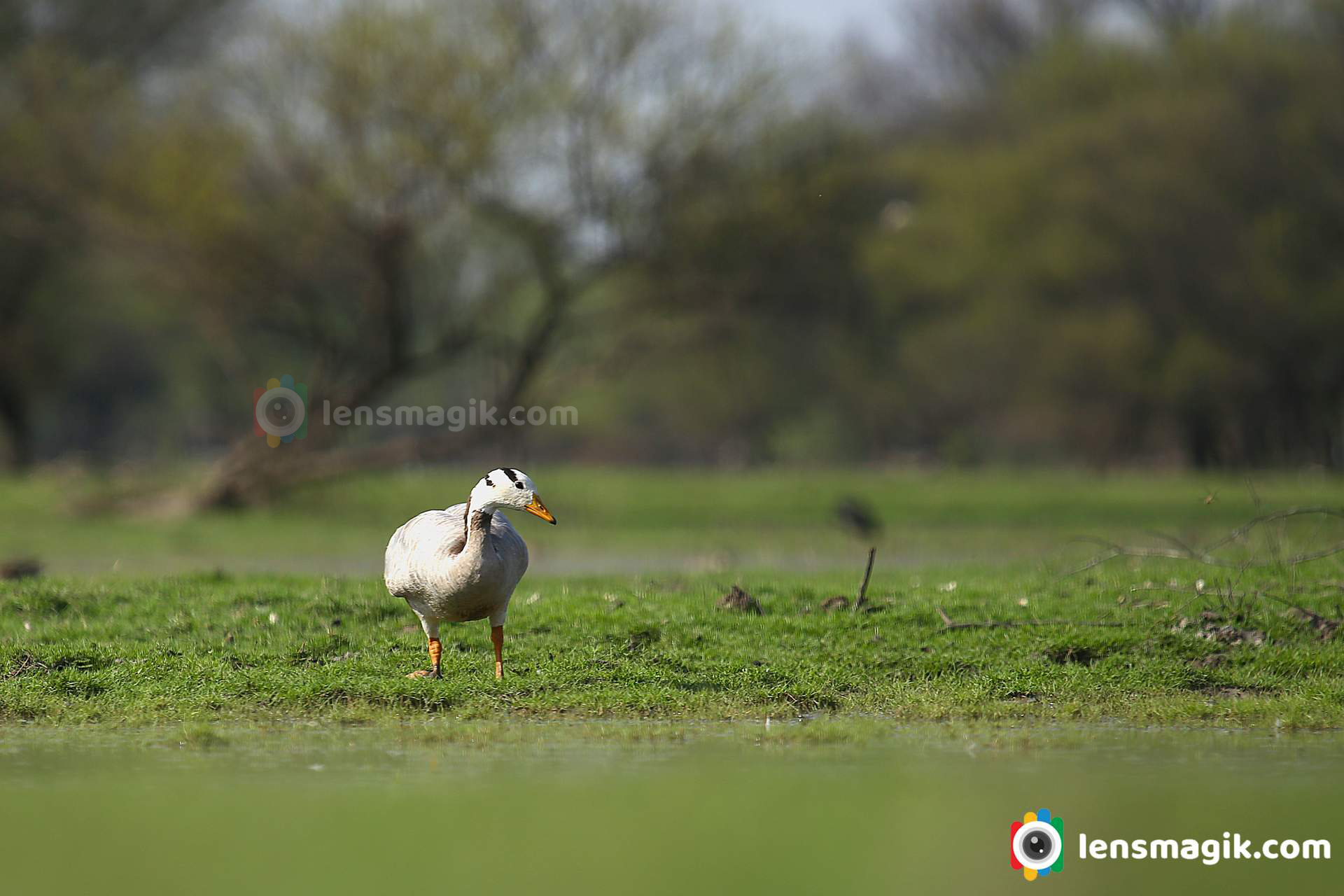 Migratory birds