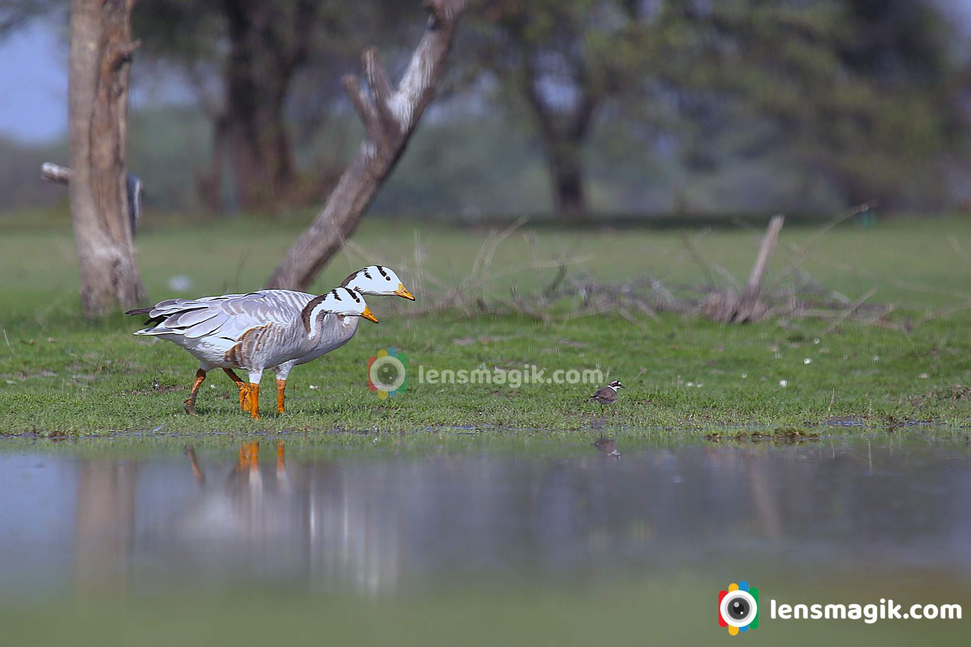 bar headed goose close up