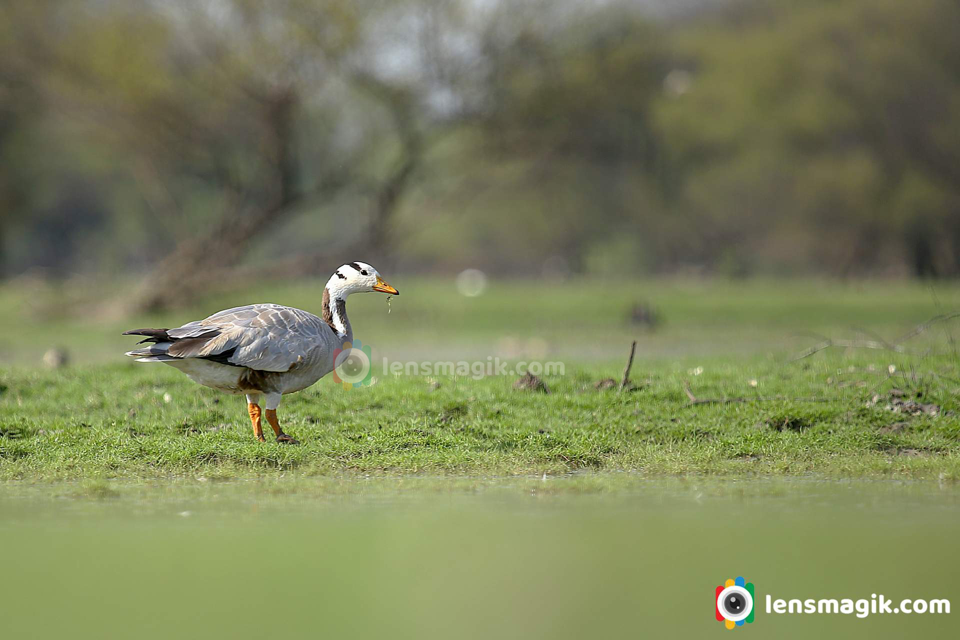 migratory birds at thol lake