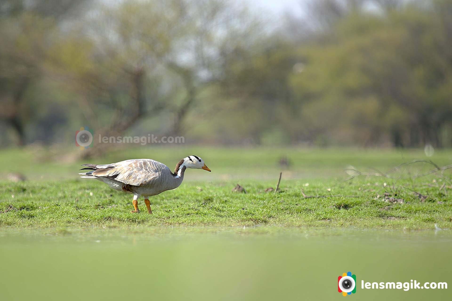 Migratory birds Gujarat