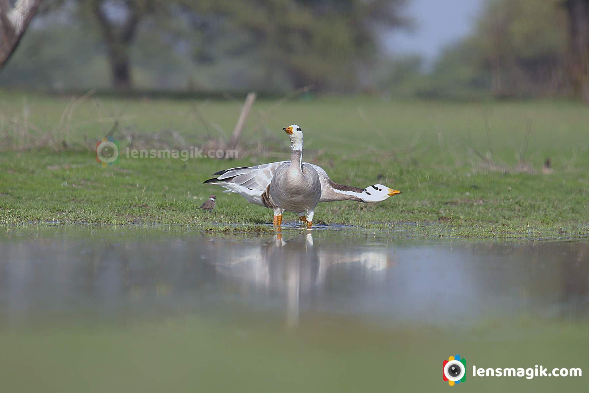 bird portrait photo