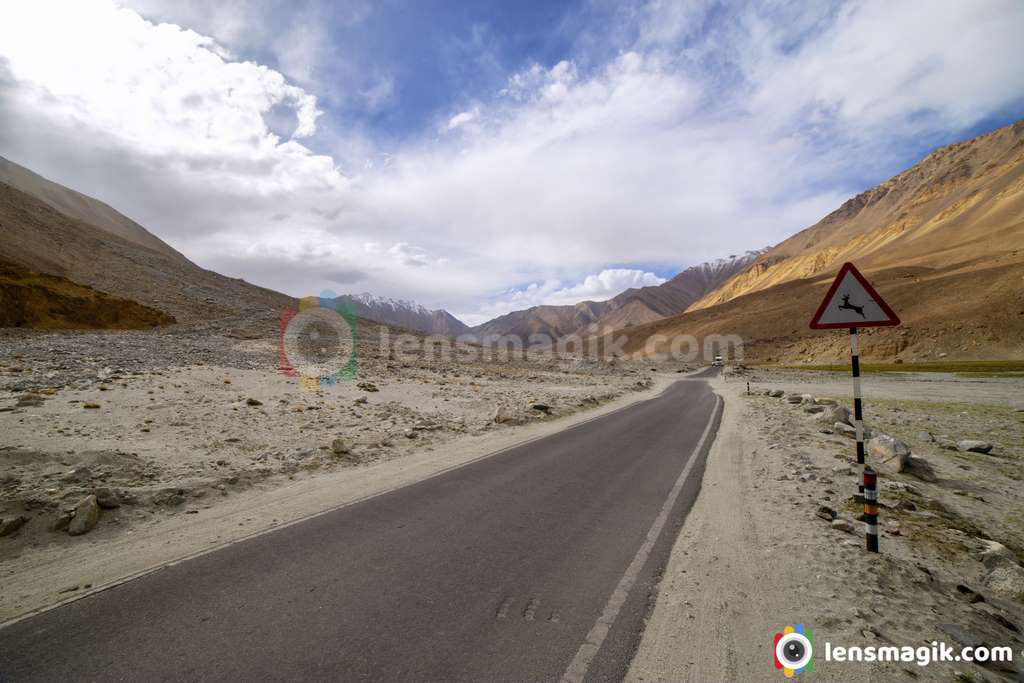 Wildlife ladakh