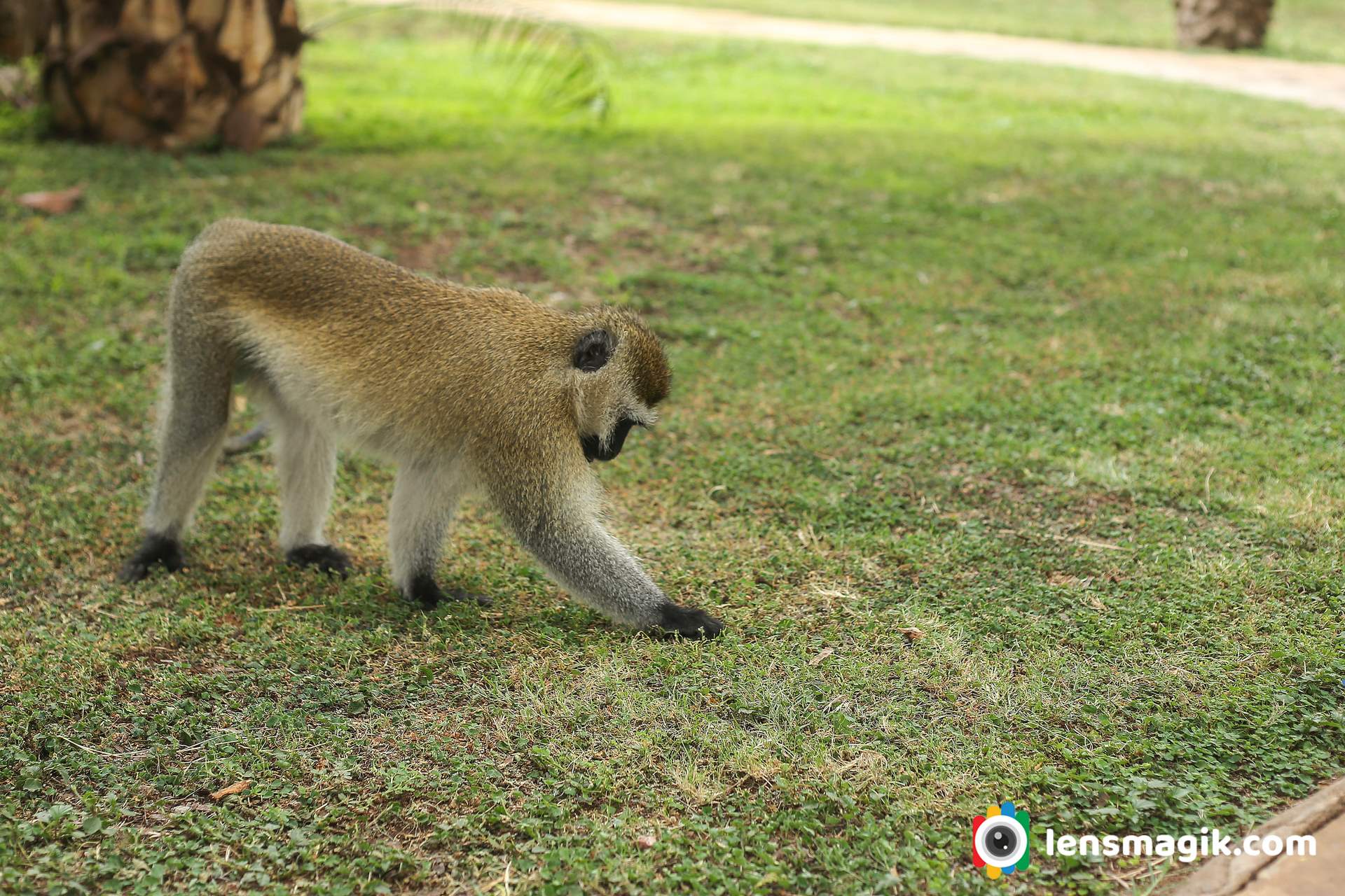 Vervet Monkey Amboseli National Park