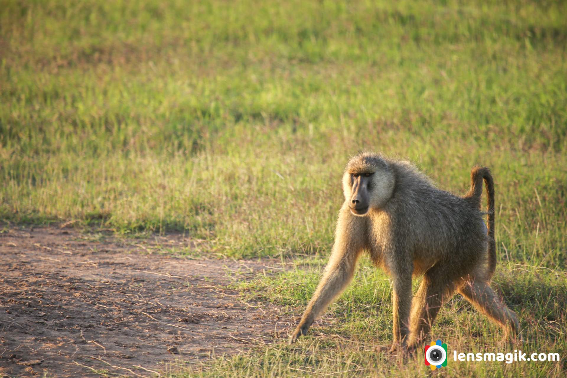 Yellow Baboon Monkey