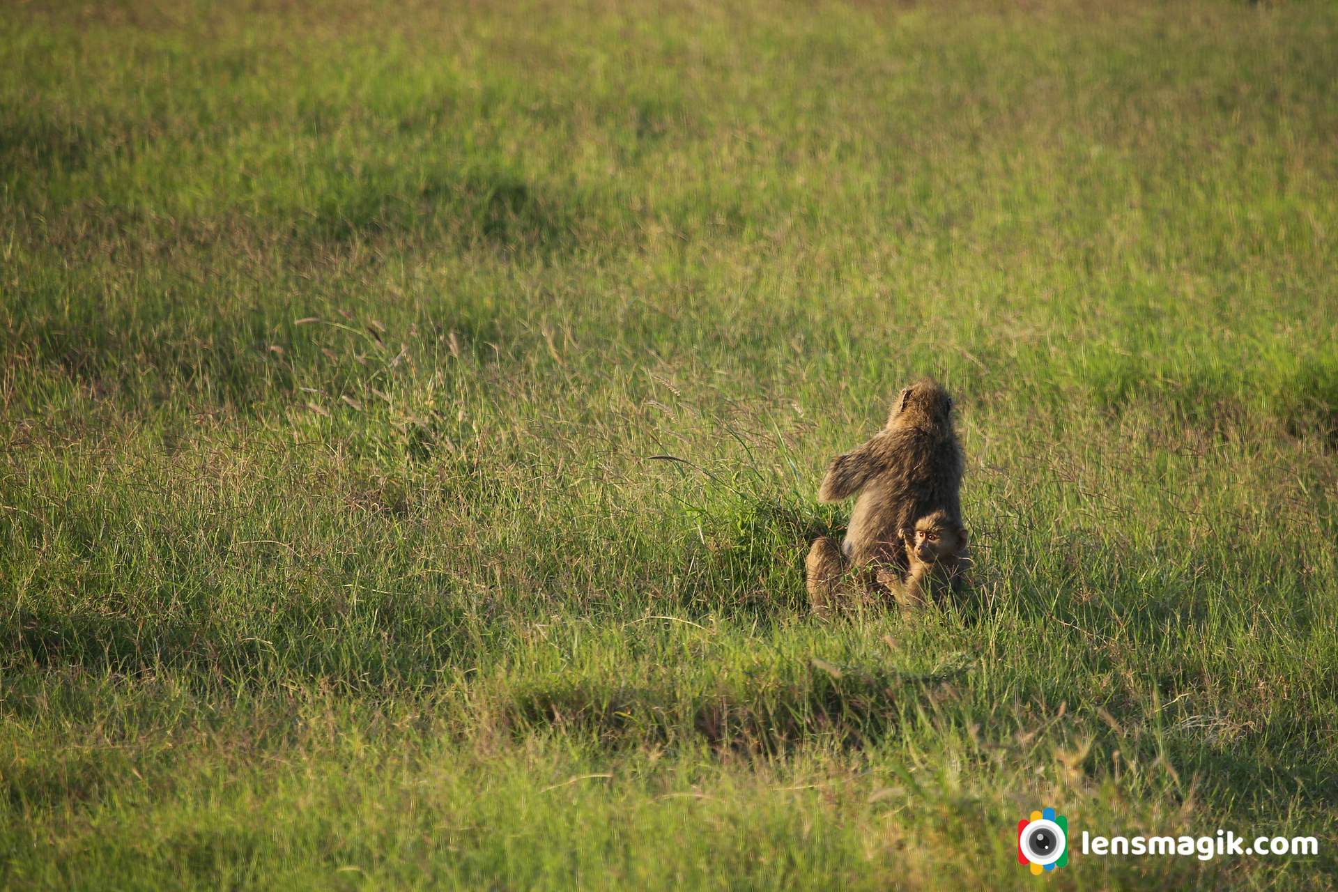 Yellow Baboon Africa